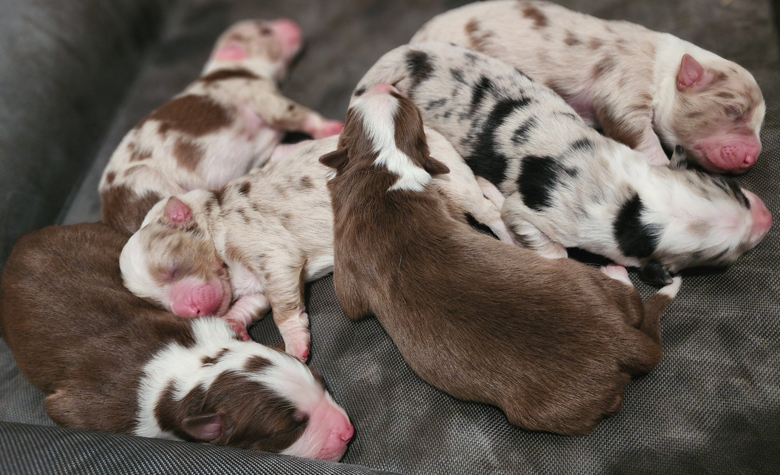 Puddle of perfection (Skye litter 2024)