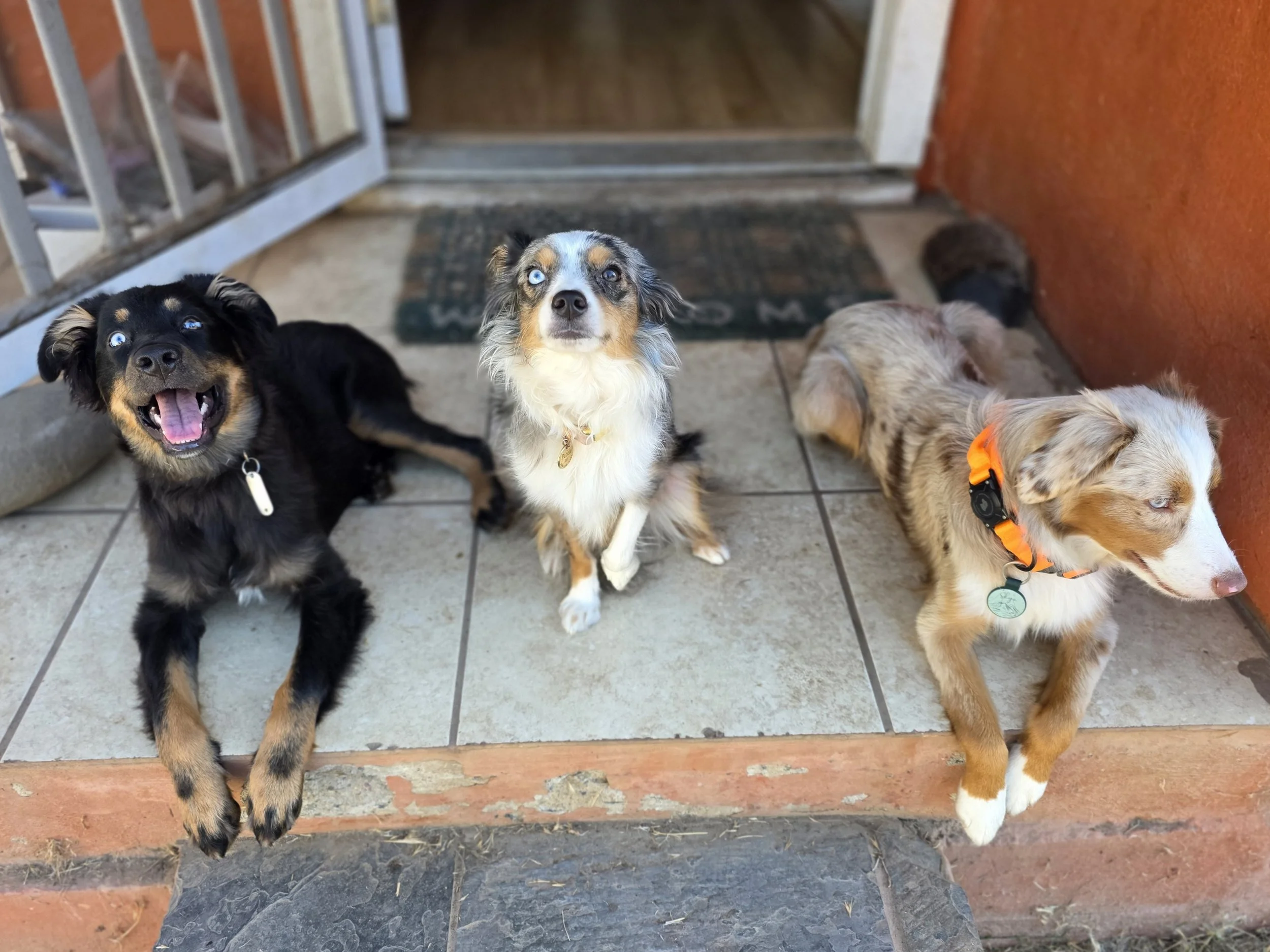 Porch sittin (Mojo, Pebble & Disney)