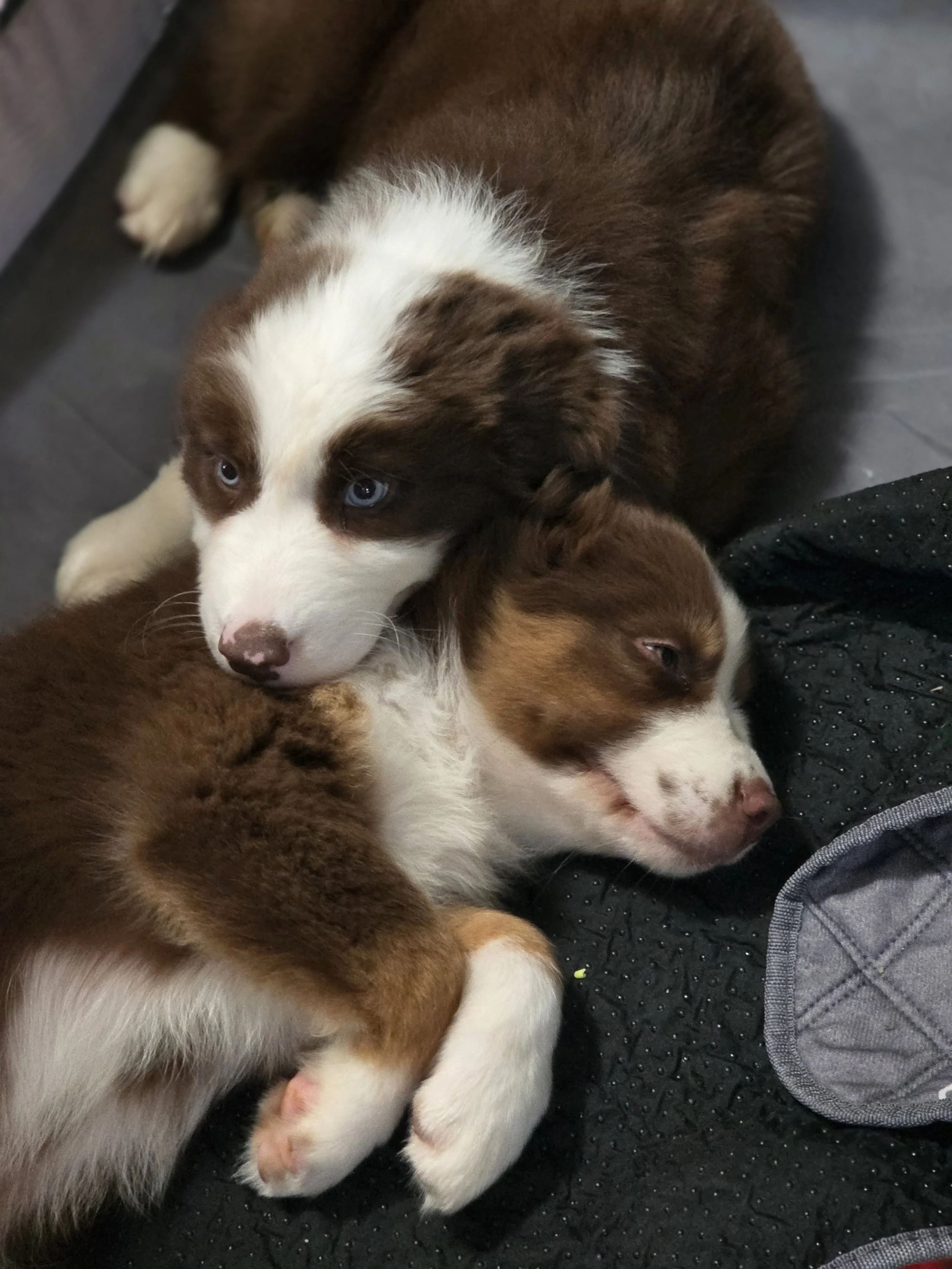 Brother love (Chip & Ace)