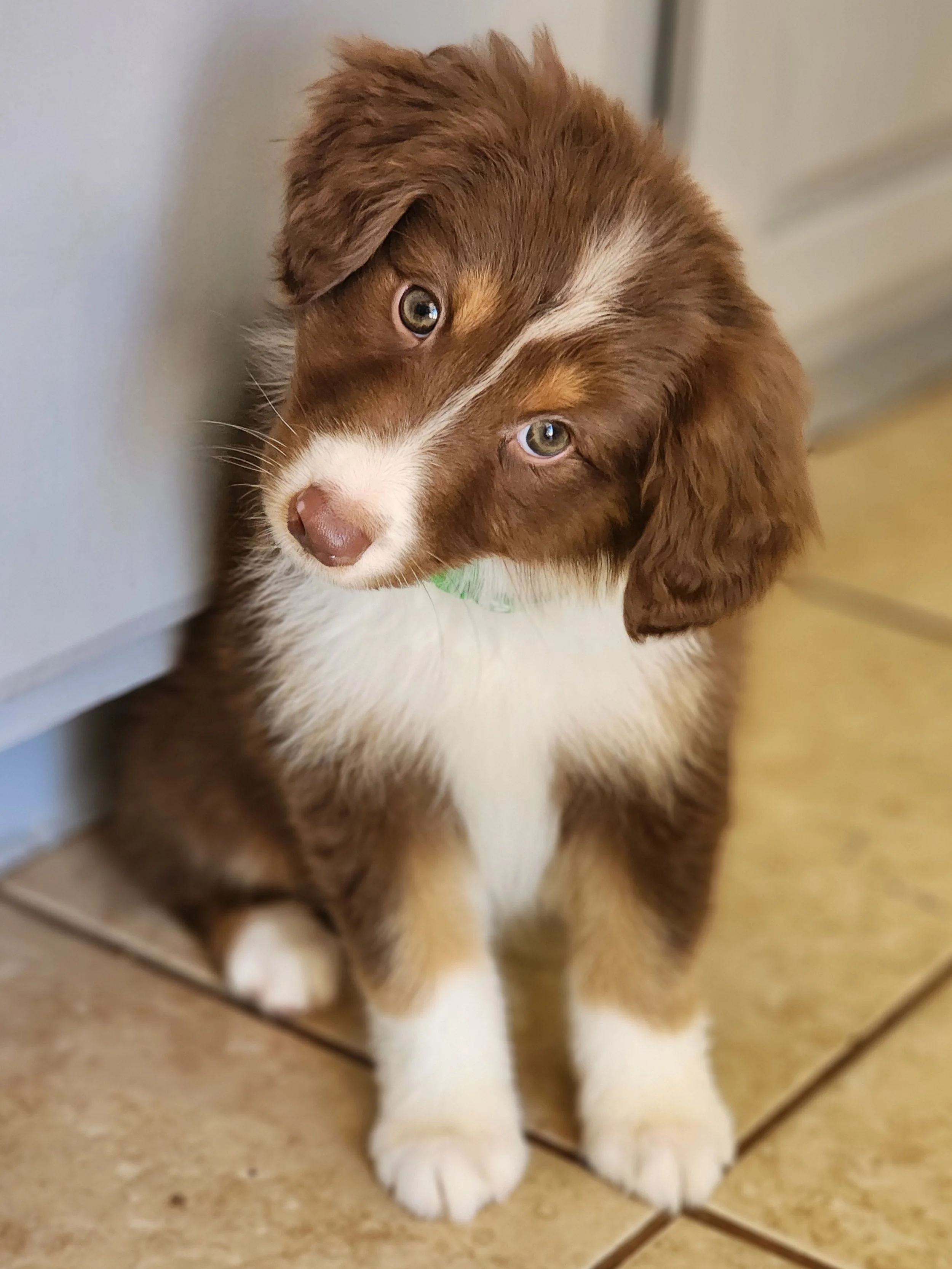 Curly Ears and full head tilt courtesy of (Anaya)