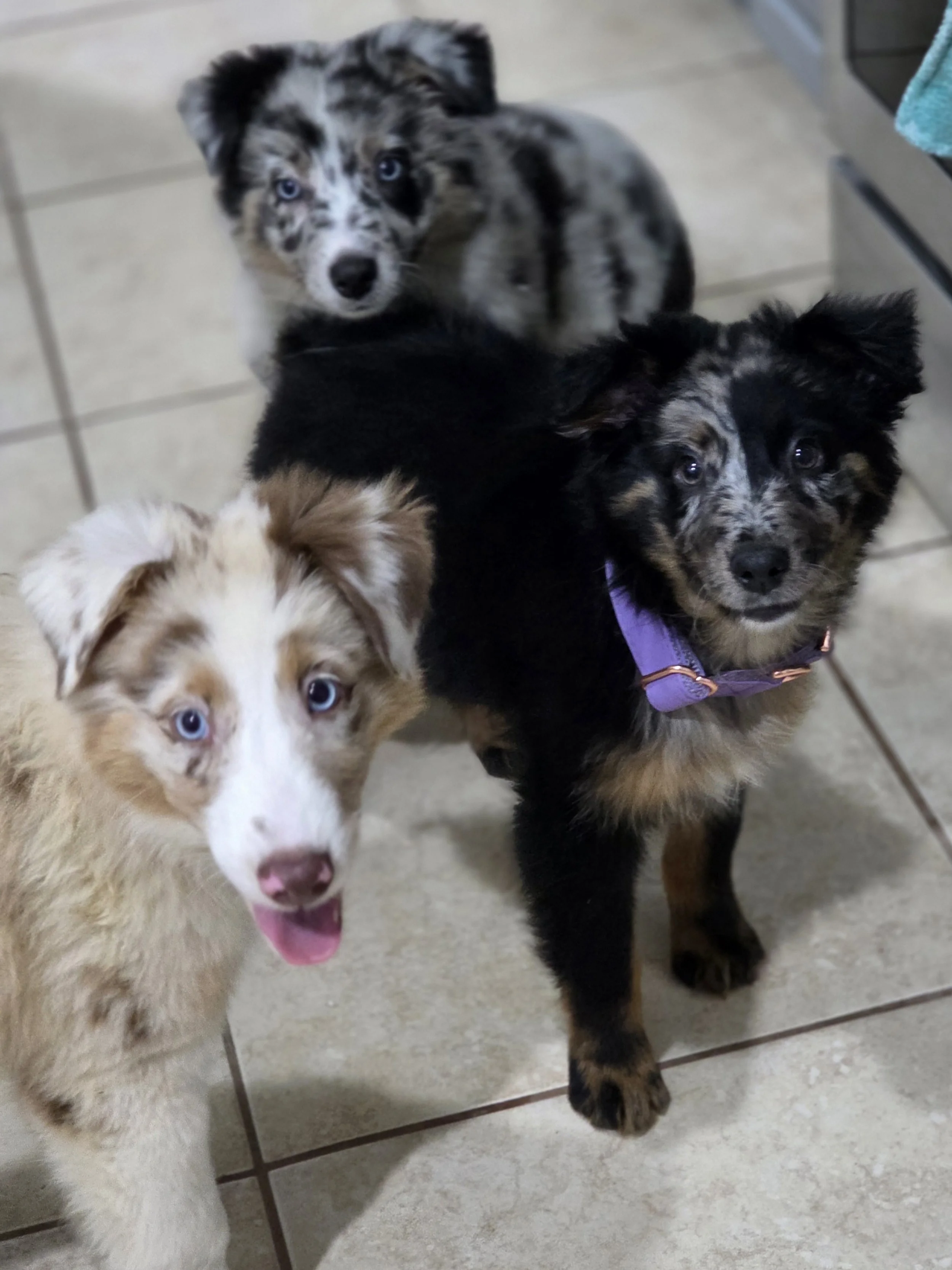 Meet the sisters! (Moxie, Puzzle & Kali)