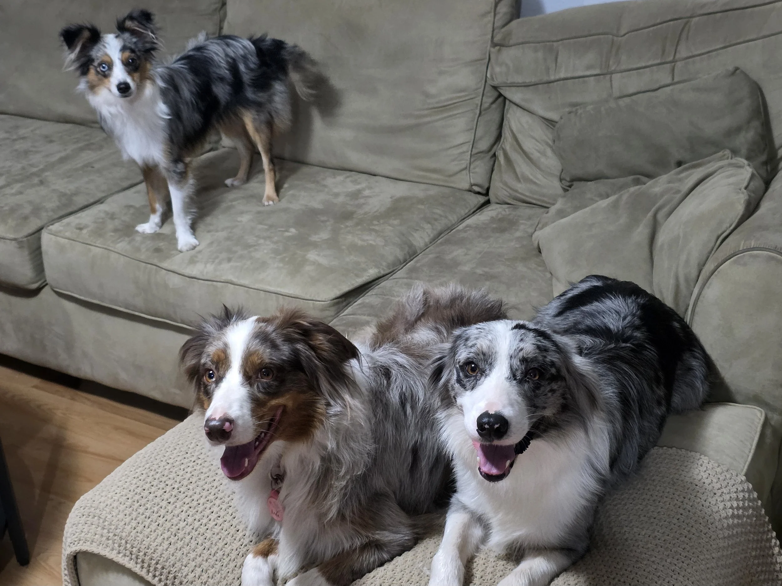Pebble meets the big dogs (Pebble, Koda & Skye)