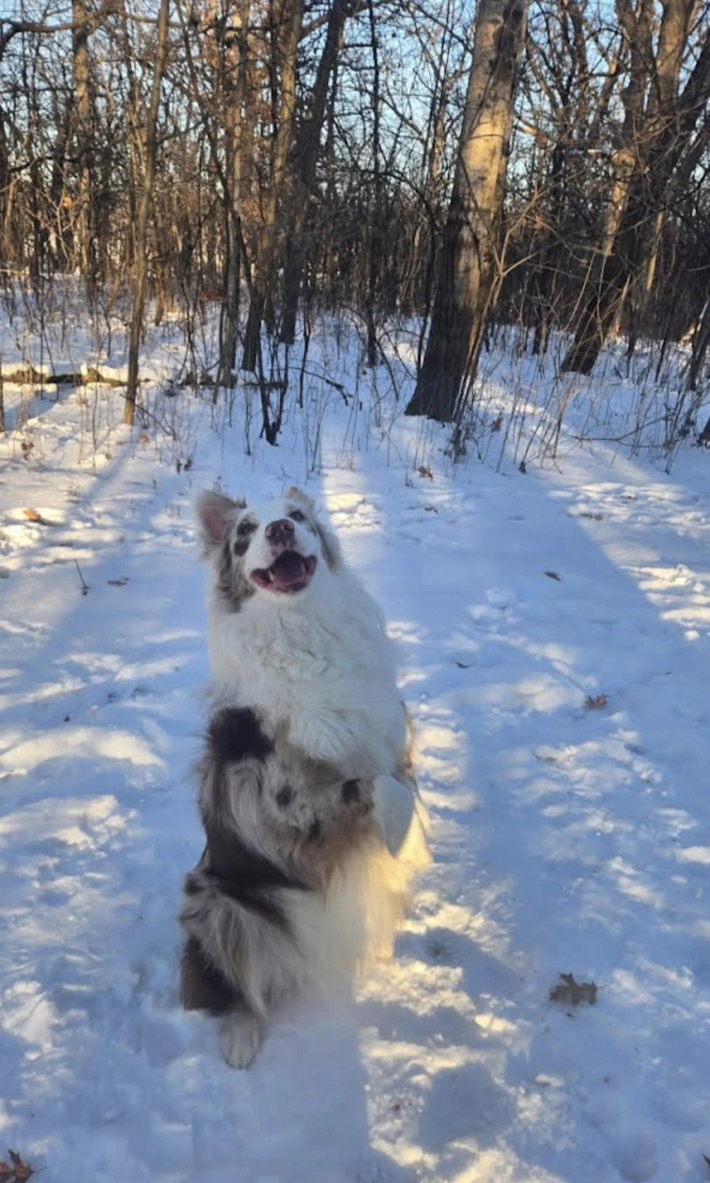 All grown up and living it up in Minnesota! Loving the snow! (Aang)