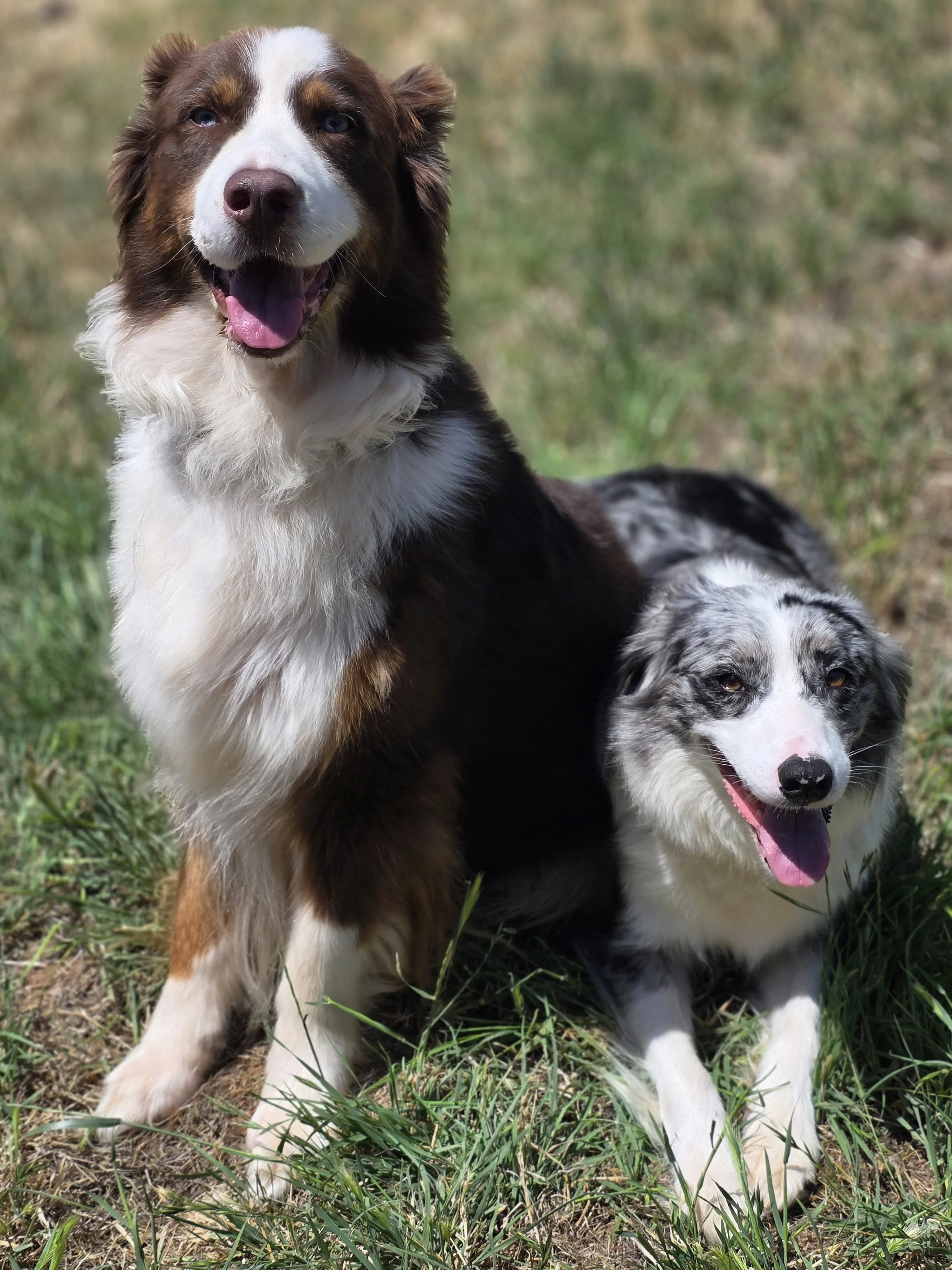 Proud Parent Photoshoot (Skye & Roscoe)
