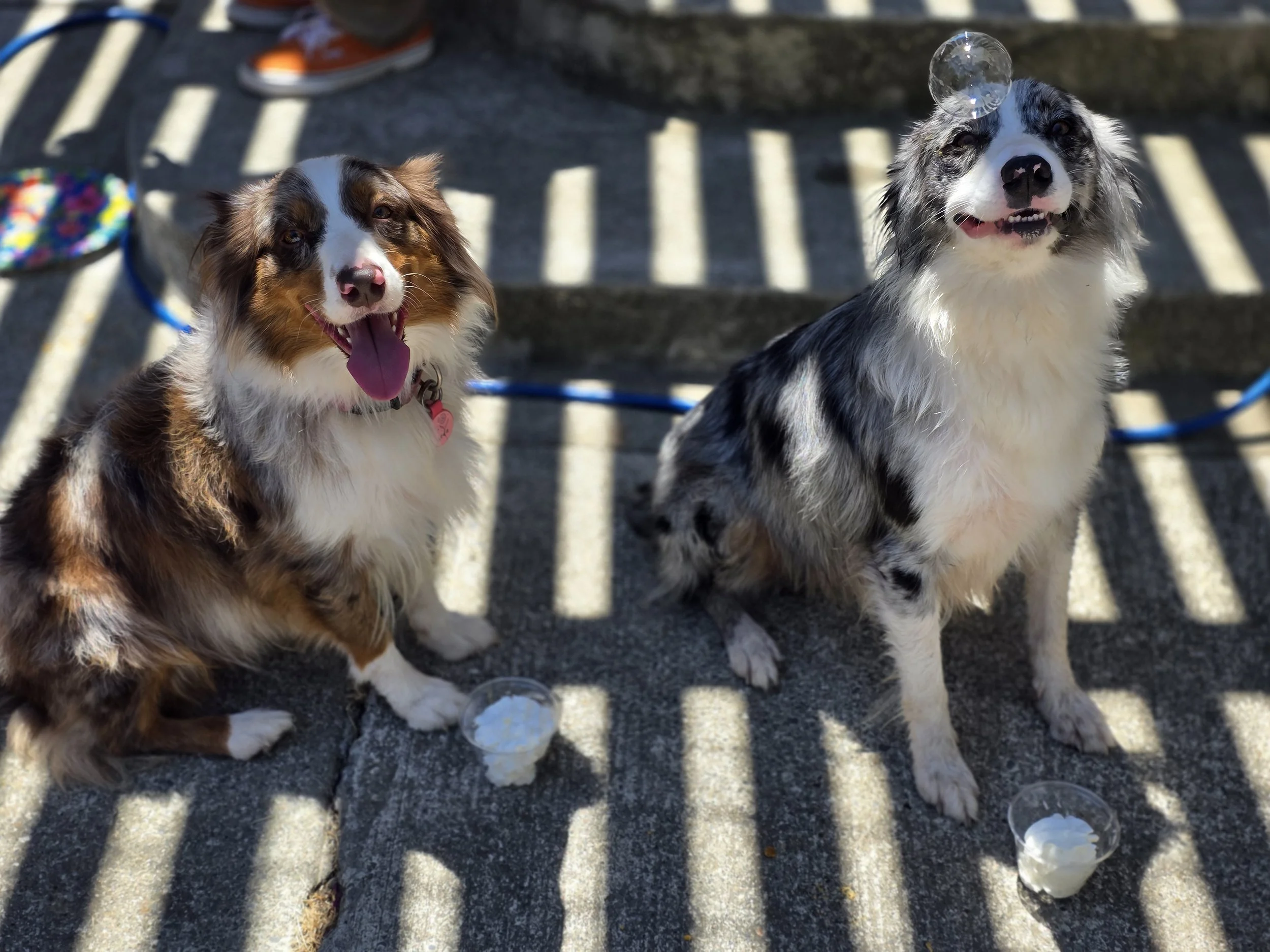 At a doggy birthday party! (Koda & Skye)