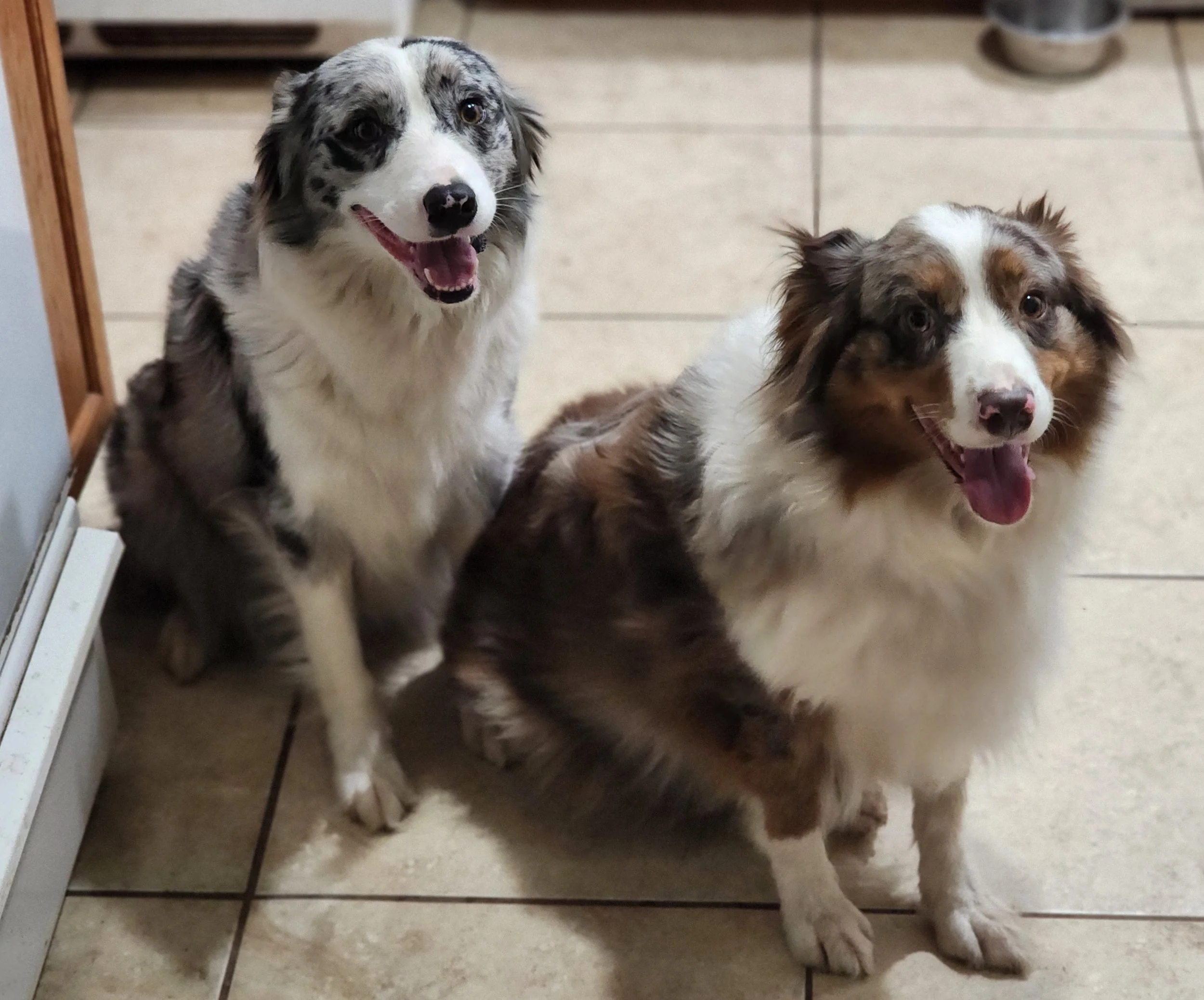 Chunky ladies! Skye and Koda pregnant at the same time