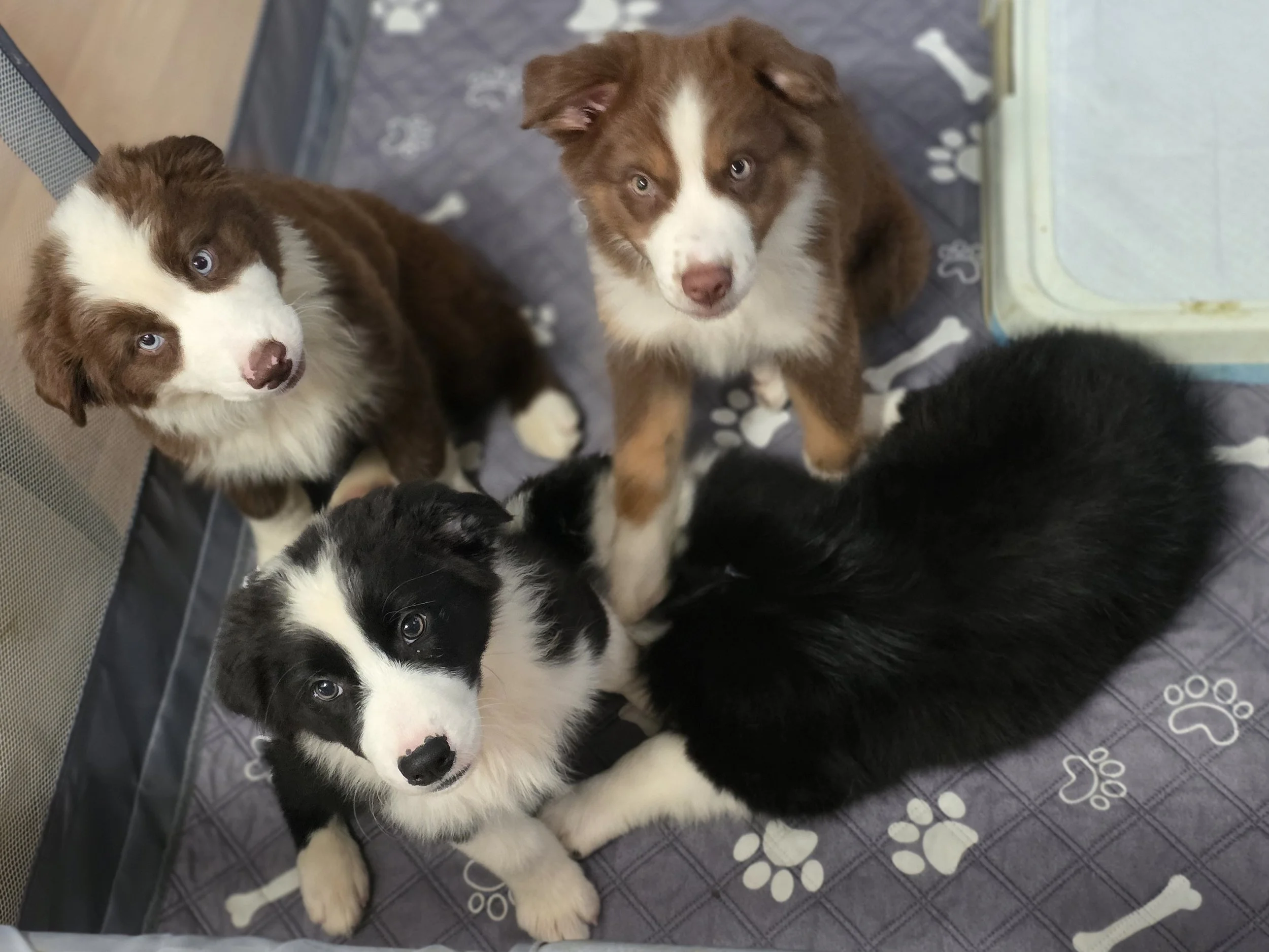 Playpen potty training! (Dot, Chip, Pip & Ace)