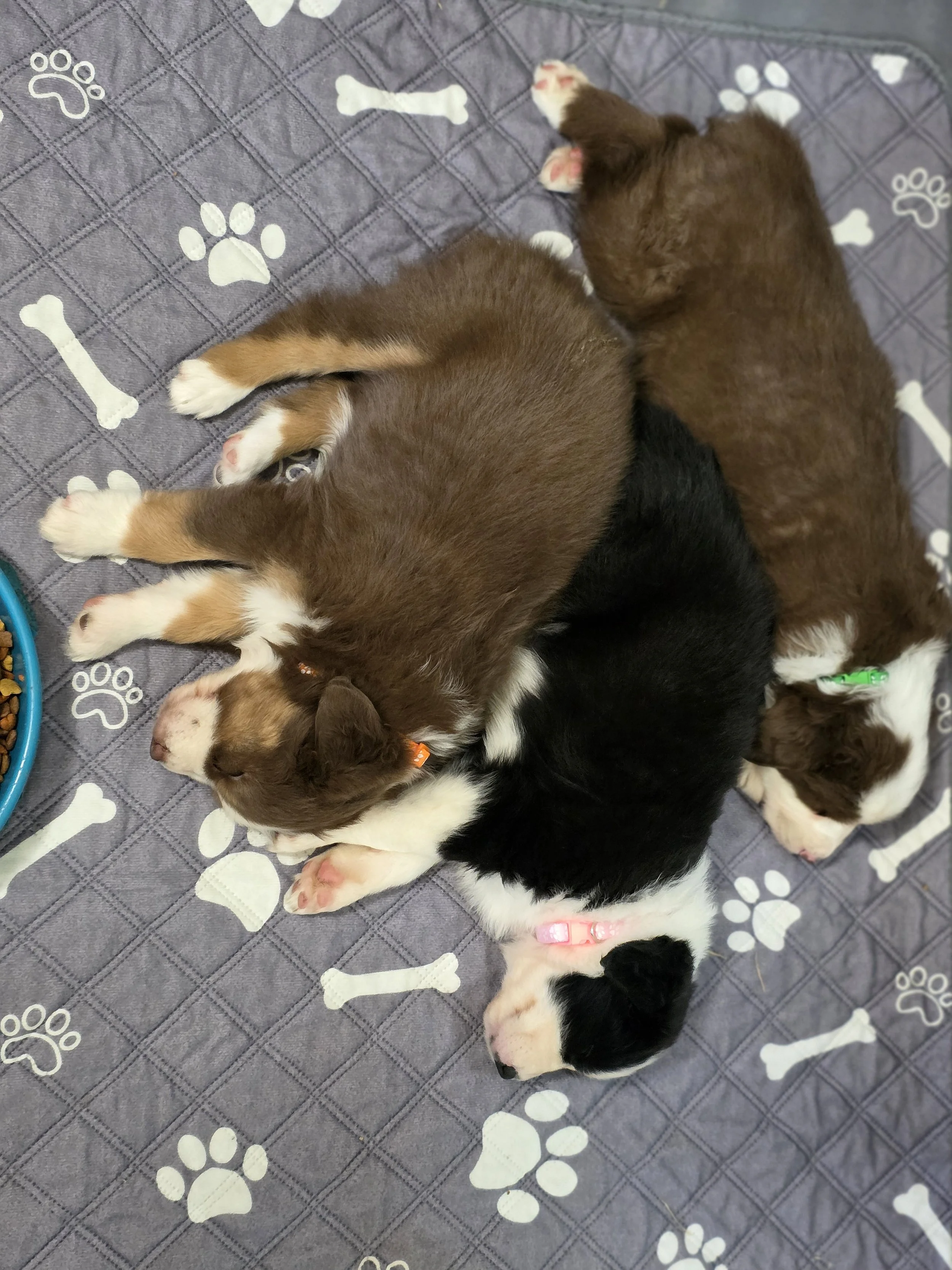 Siblings stick together (Ace, Chip & Pip)