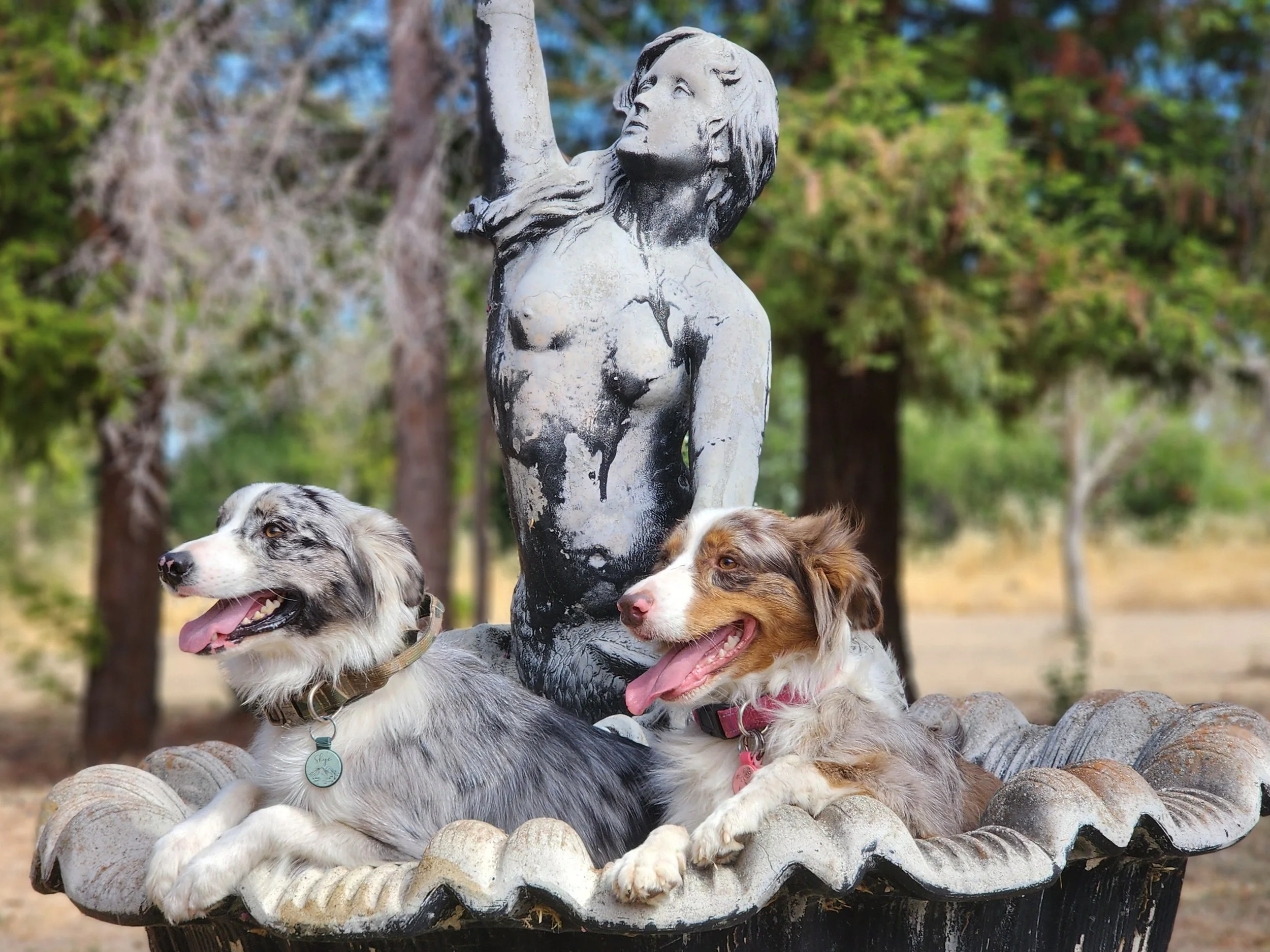 Skye & Koda in a mermaid fountain