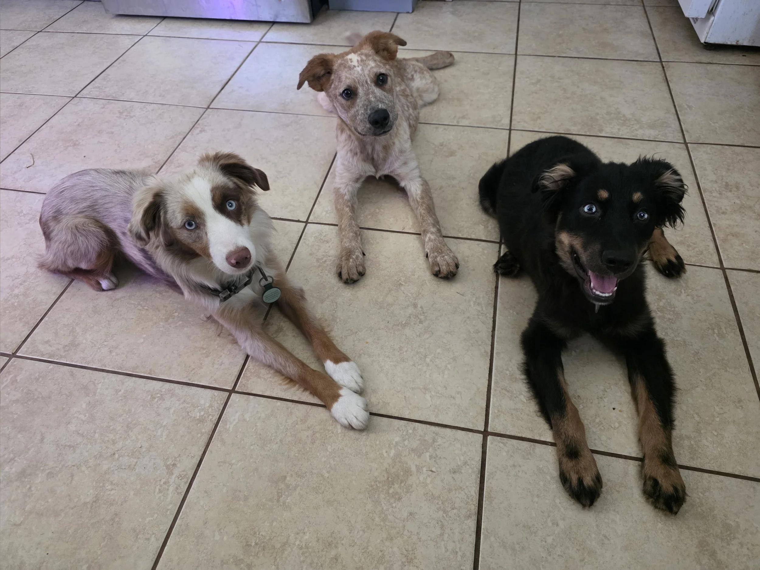 Brother babysitting (Disney, Bear & Mojo)