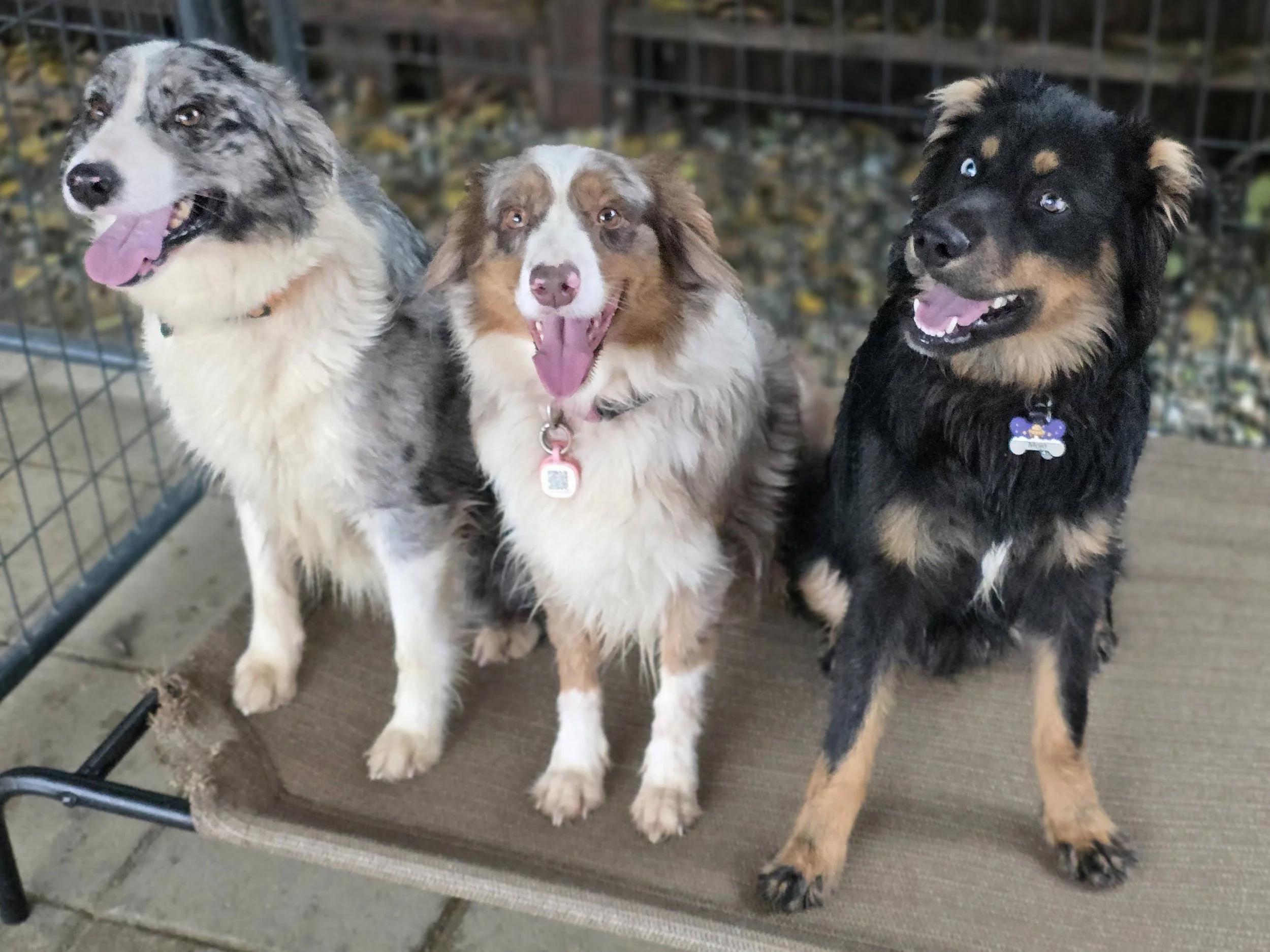 The new bed isn't a chewtoy? (Skye, Koda & Mojo)