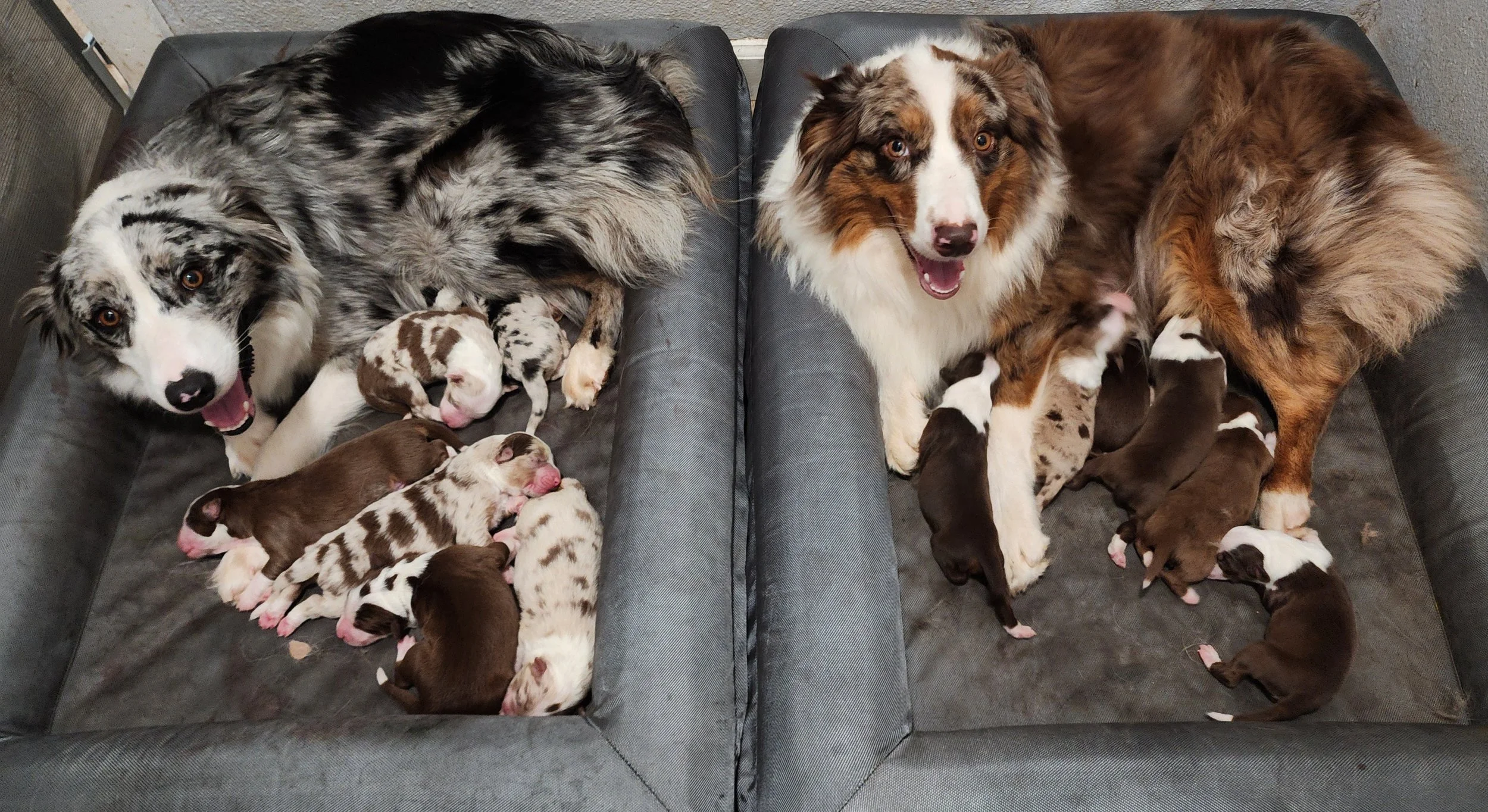 Skye and Koda gave birth on the same day! What are the odds