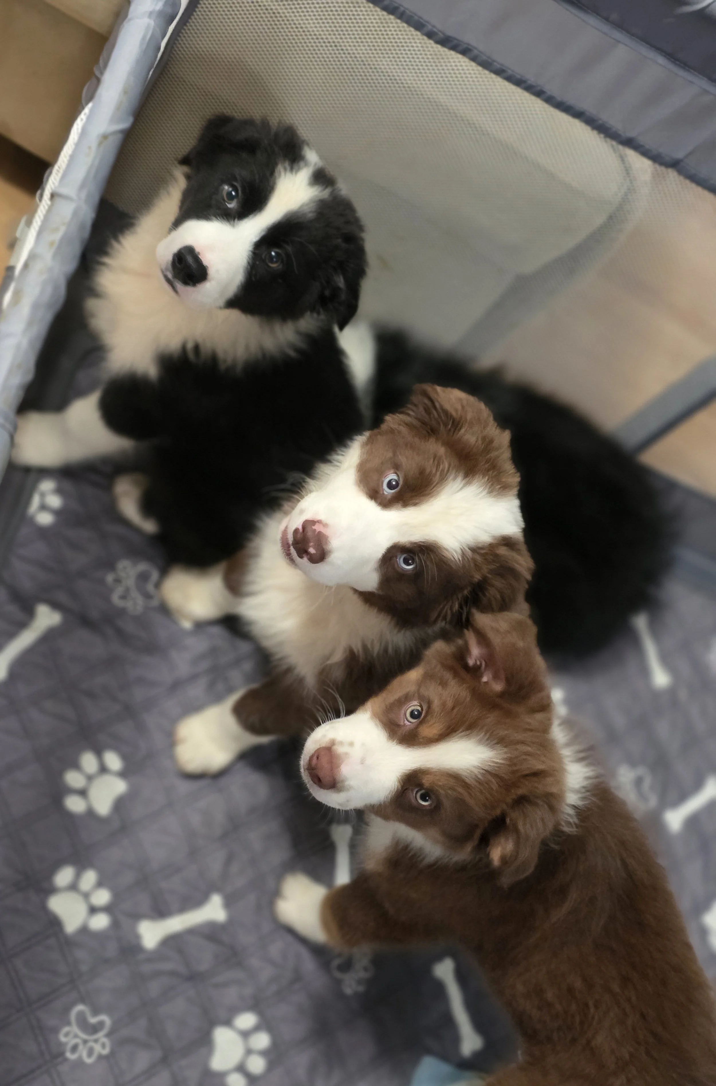 How can you say no to these faces? (Dot, Chip & Ace)