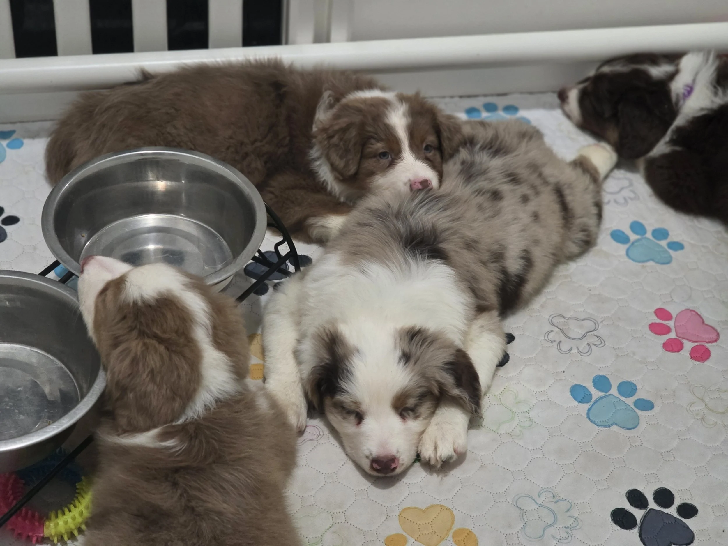 He makes the best pillows, though metal bowls are a close second. (Cappuccino, Mocha & Doppio)