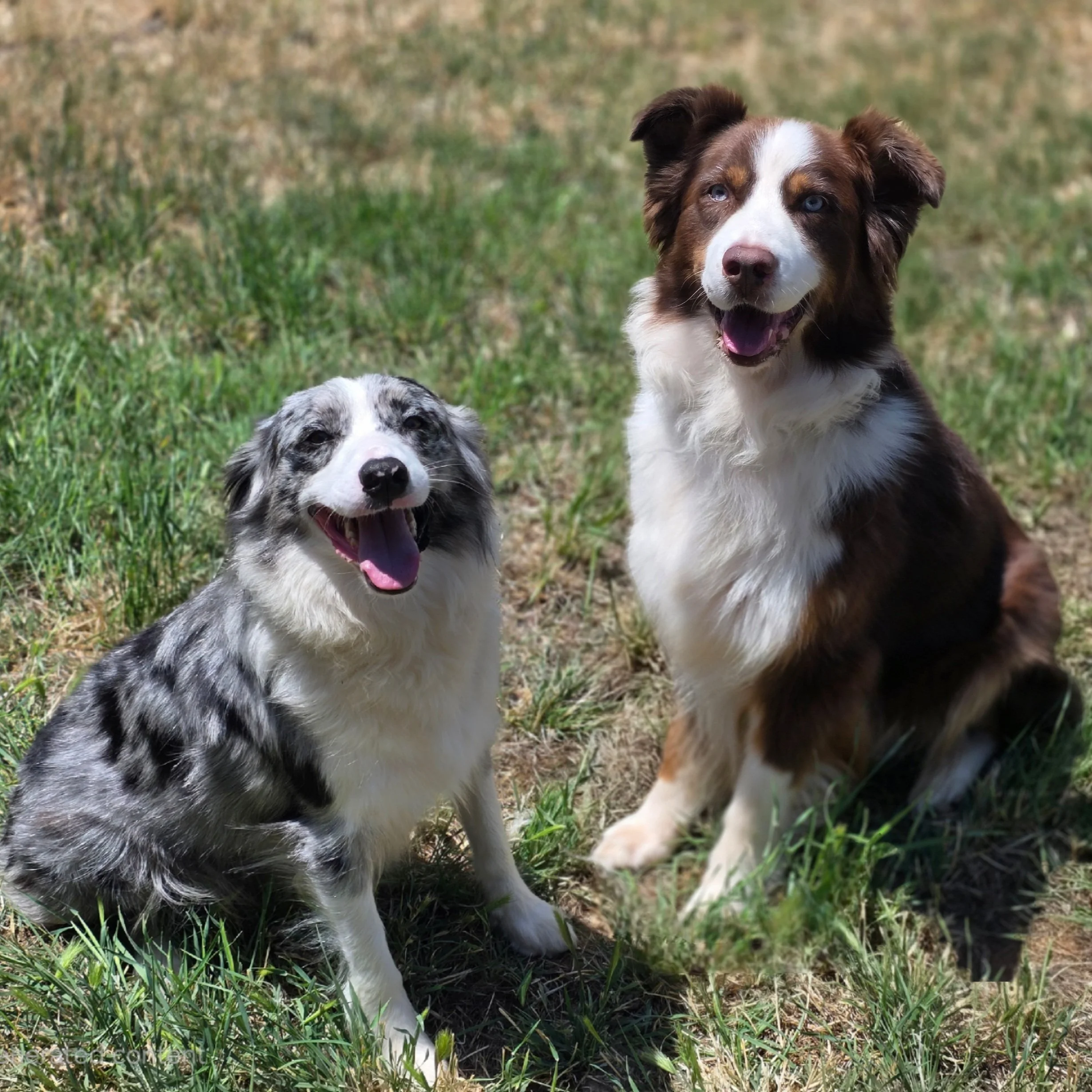 Proud Parent Photoshoot (Skye & Roscoe)