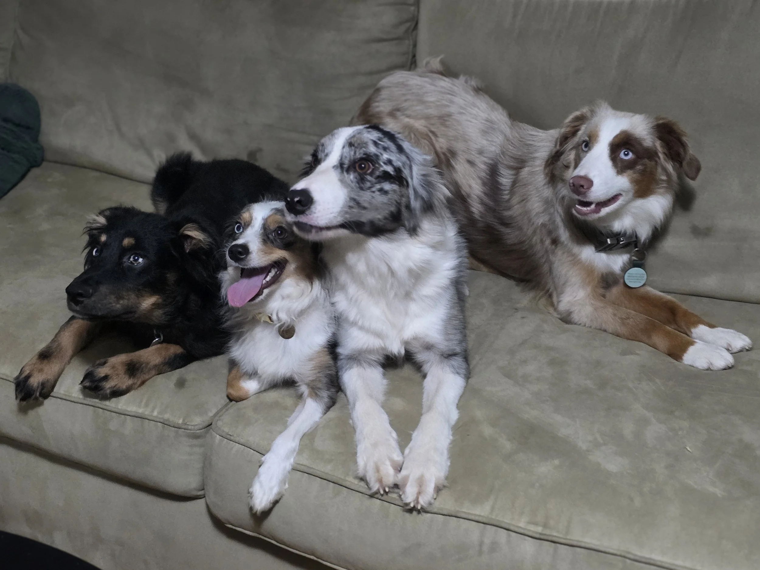 "You're in my spot" (Mojo, Pebble, Skye & Disney)
