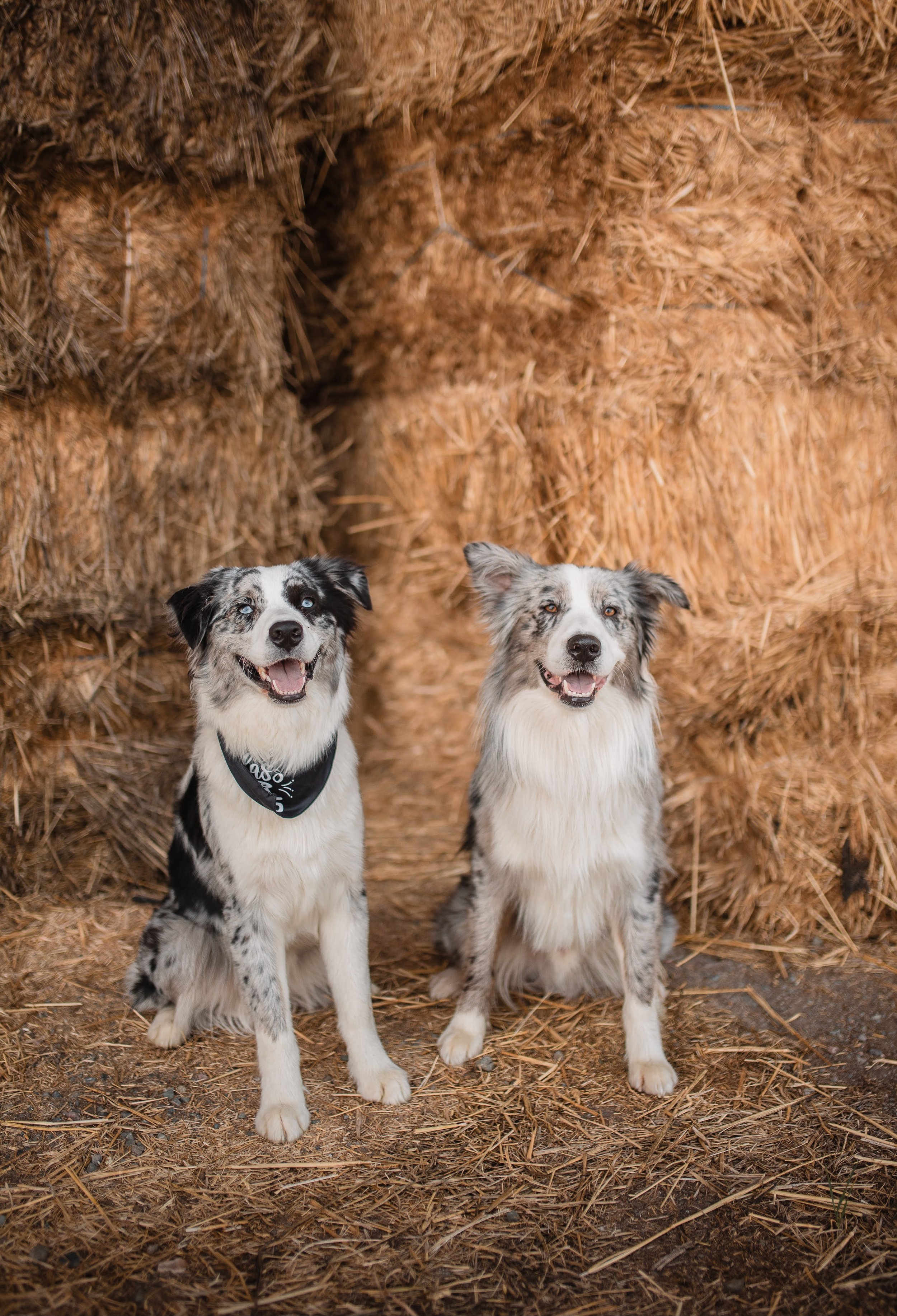 Brothers from two different litters living the BEST life (Bohdi/Zuko & Arlo)