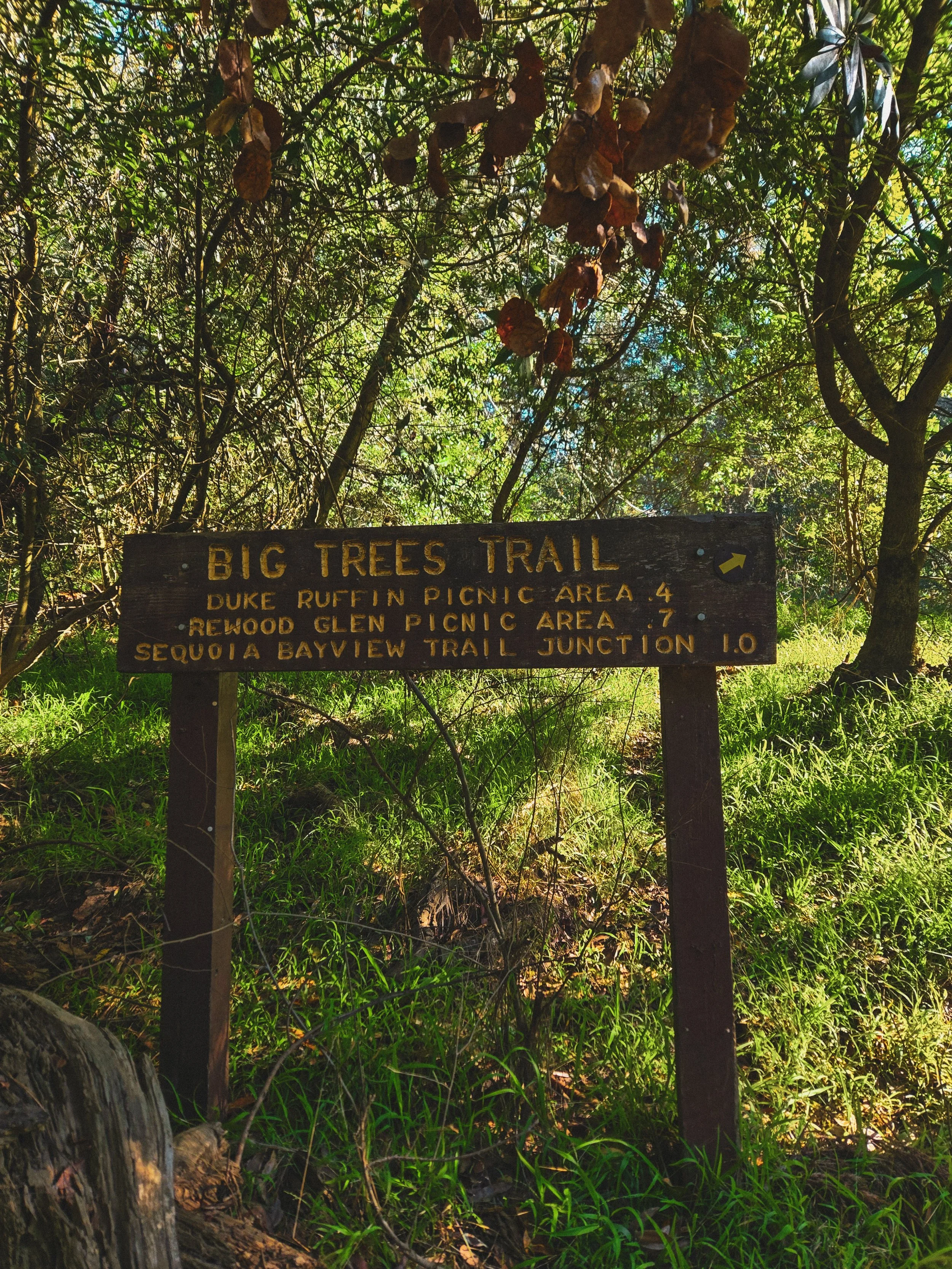 Among Giants: A Reunion on the Sequoia Bayview Trail