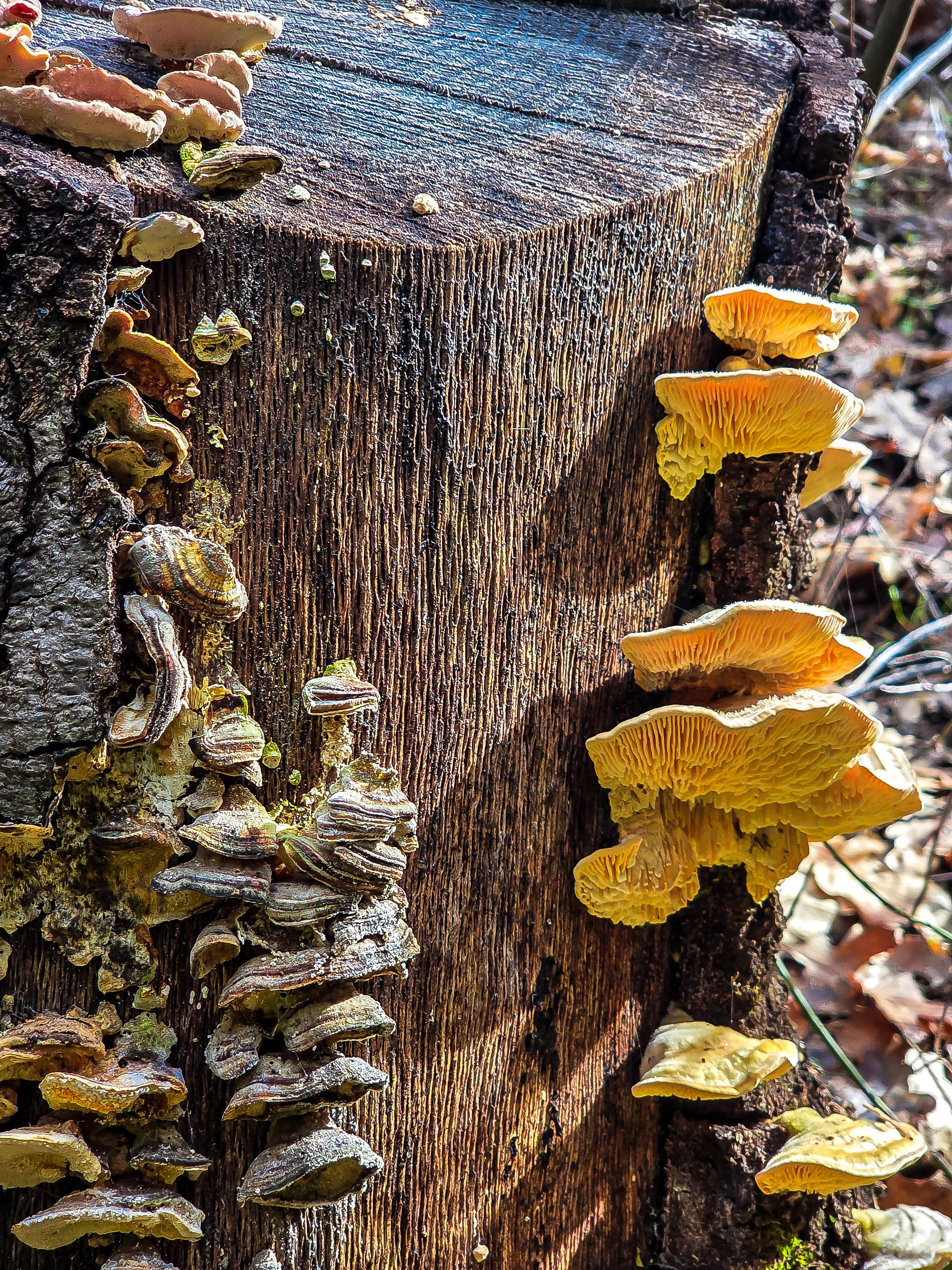 Finding Stillness Before the Chaos: Hiking the Ferrari Mill Loop