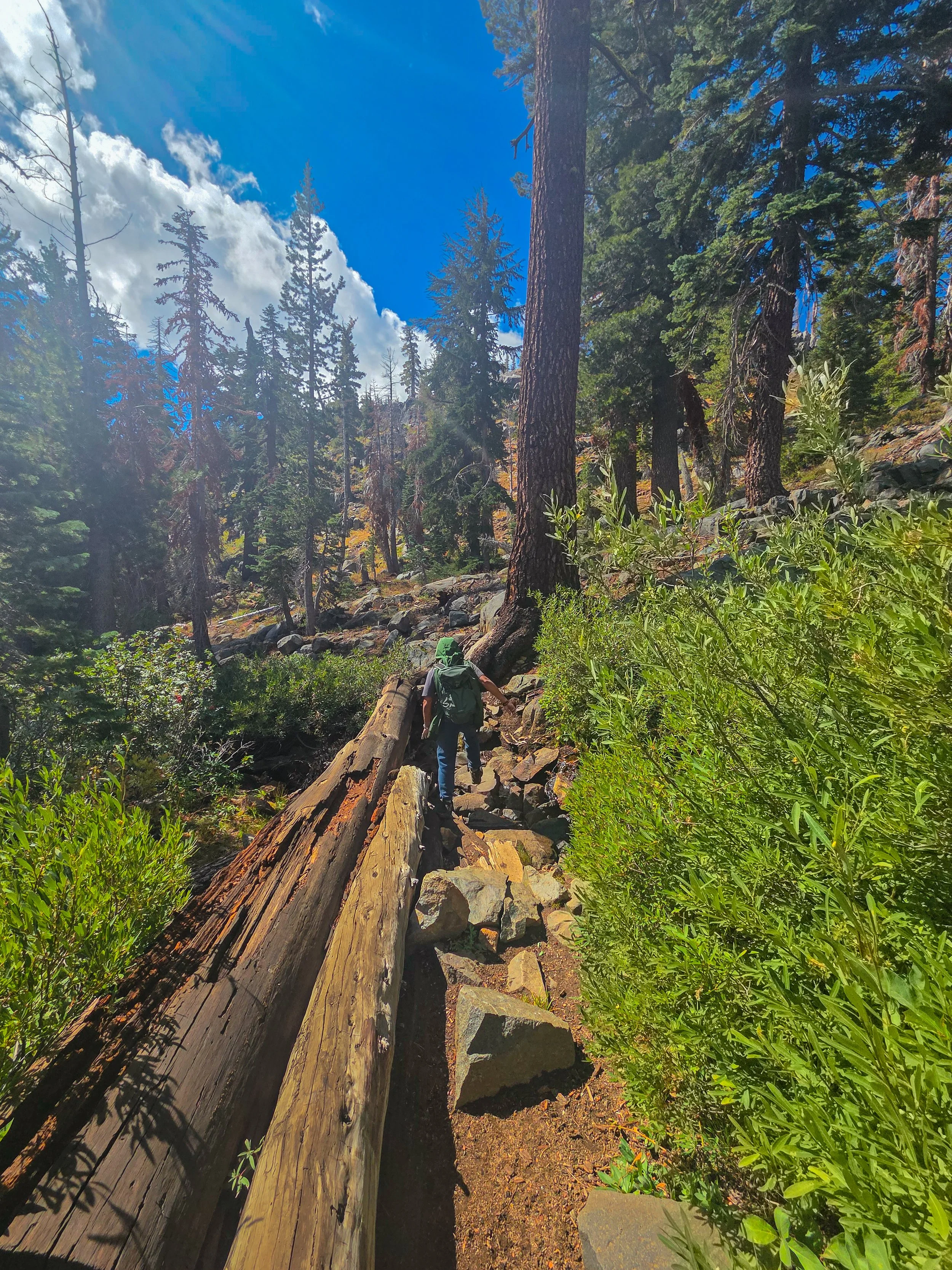 Hiker navigating a rocky dirt mountain trail surrounded by tall pine trees and large fallen logs on a sunny day