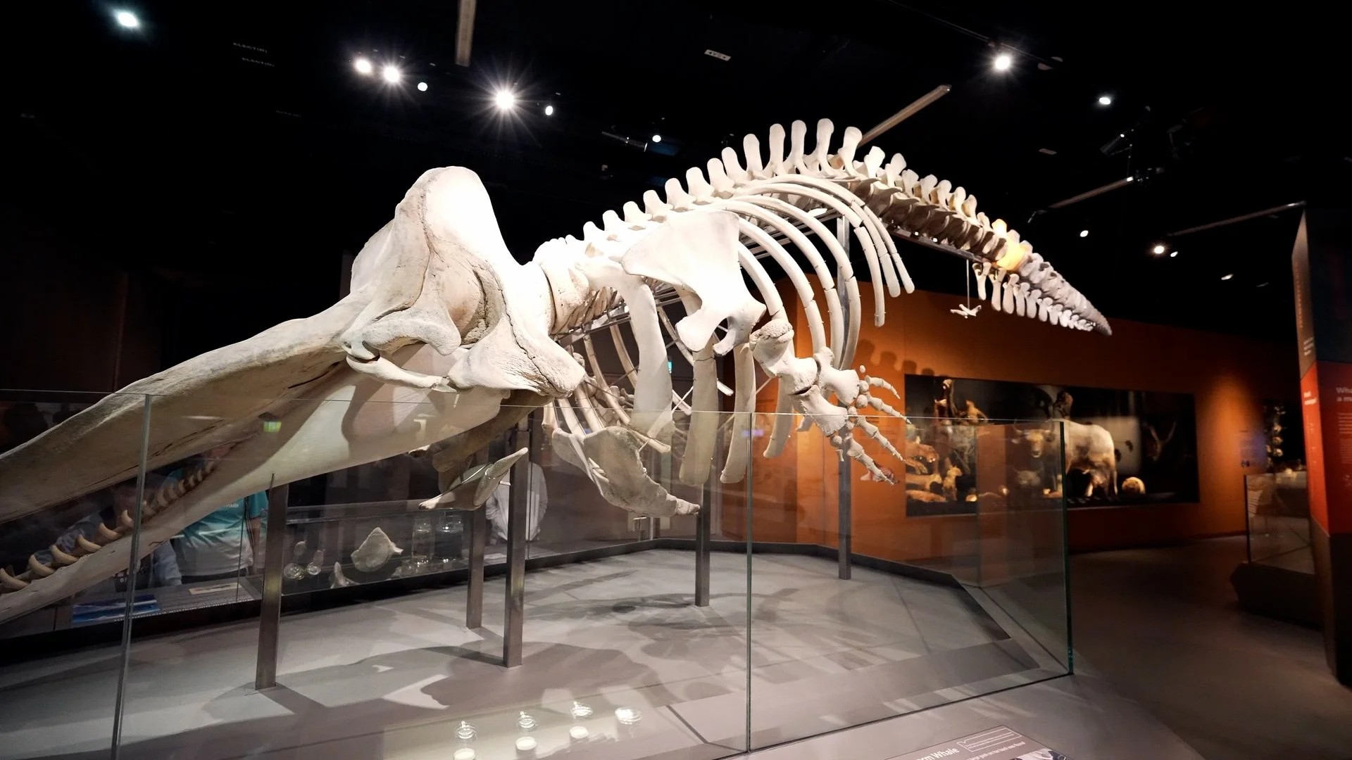 LKCNHM 10th Anniversary_Assembly_V1.00_00_09_18.Still036.jpg