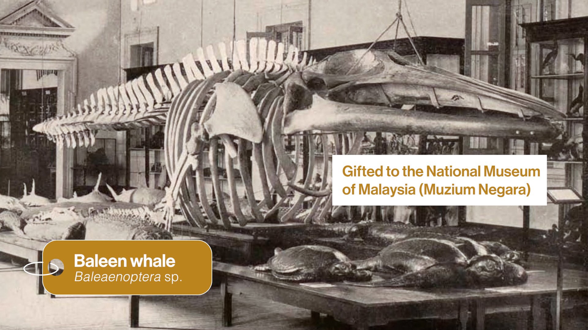 LKCNHM 10th Anniversary_Assembly_V1.00_01_32_03.Still040.jpg