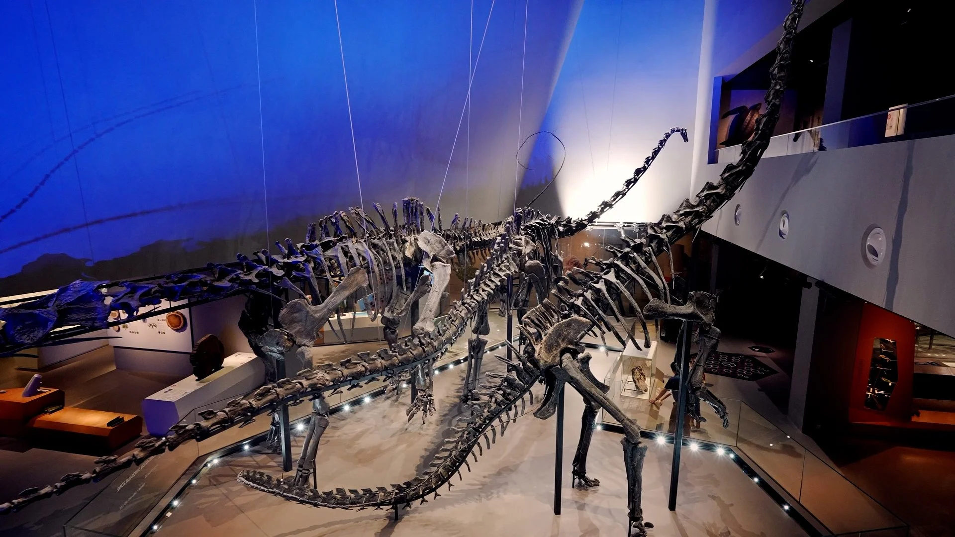 Explore With Us | Lee Kong Chian Natural History Museum