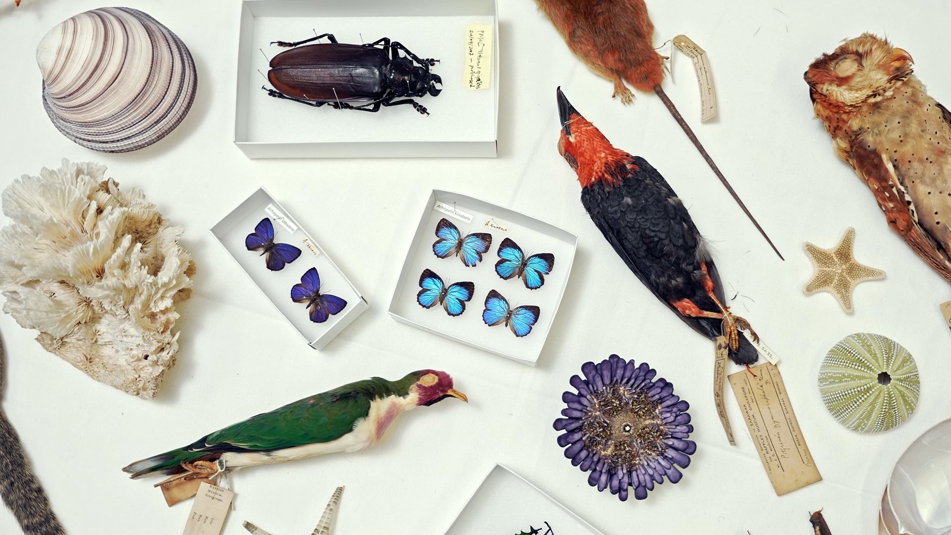 LKCNHM 10th Anniversary_Assembly_V1.00_00_01_01.Still034.jpg