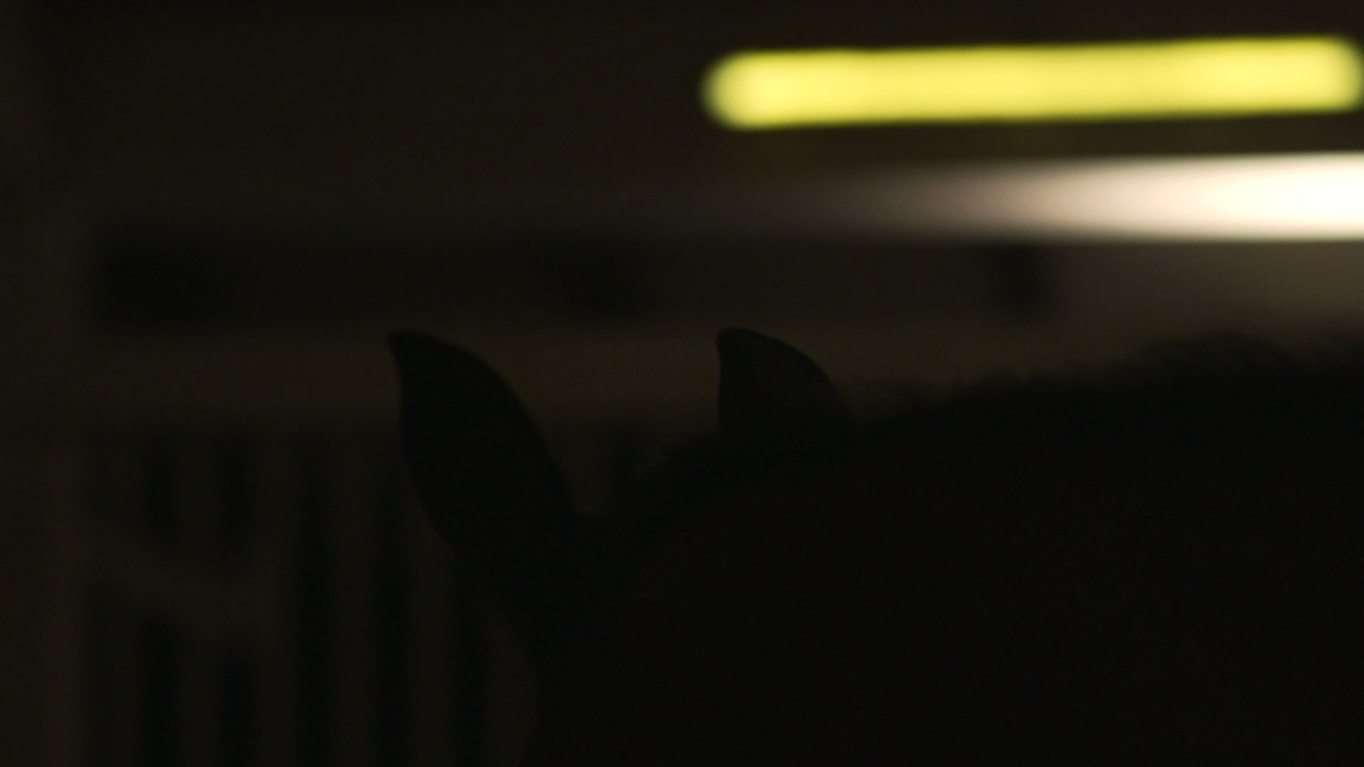 HOBBYHORSE STILL 005.png