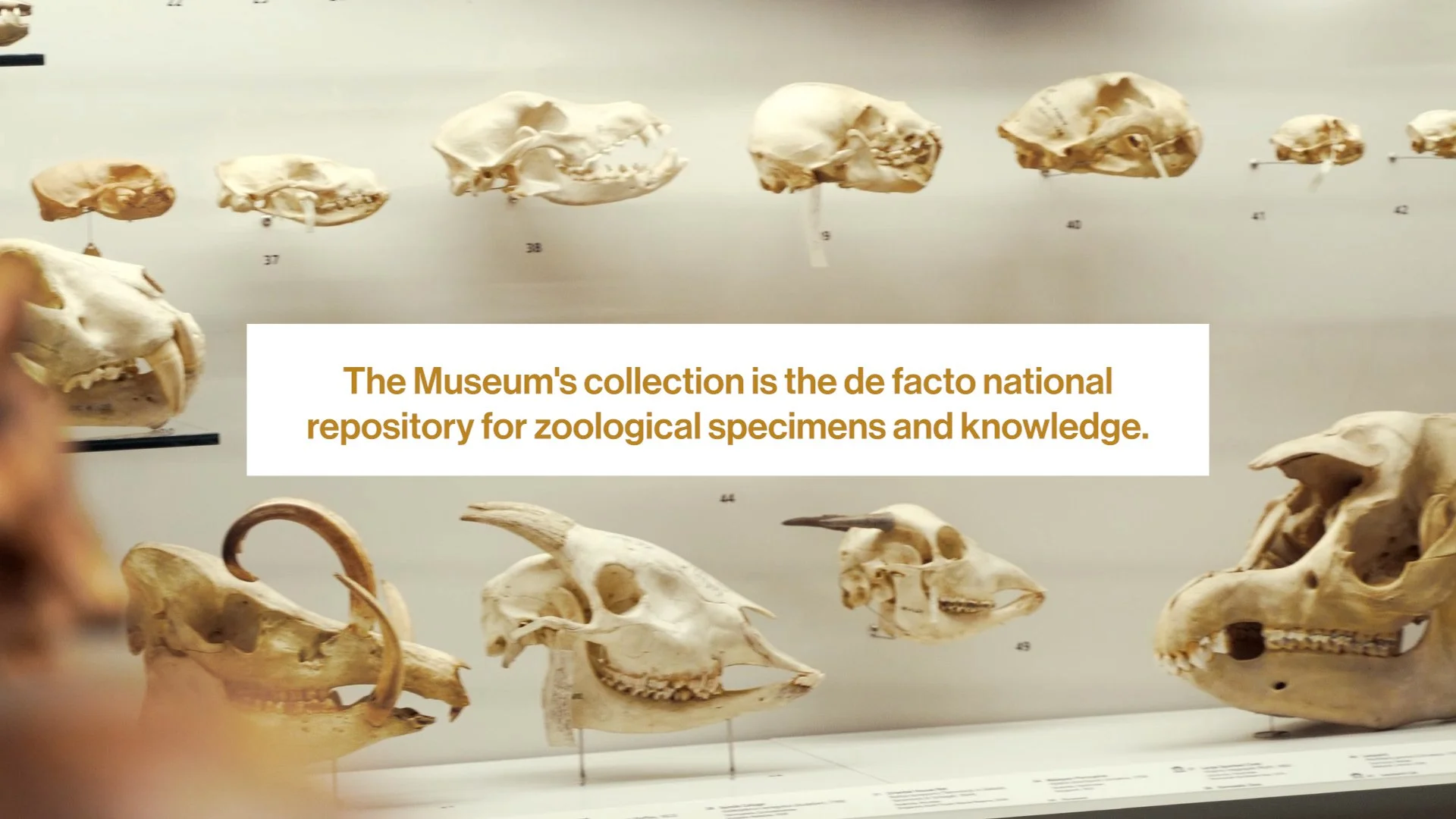 LKCNHM 10th Anniversary_Assembly_V1.00_00_37_22.Still061.jpg