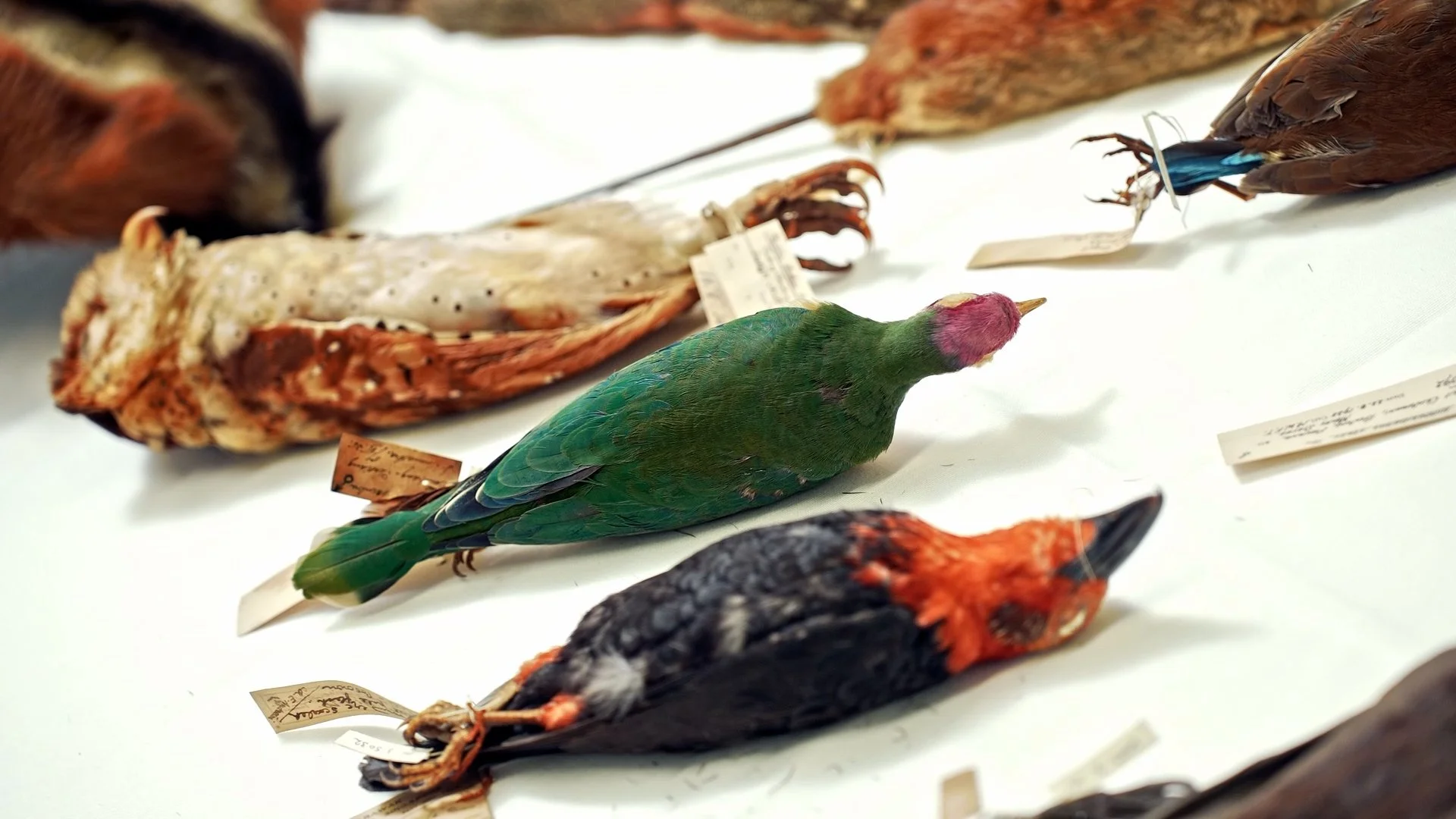 LKCNHM 10th Anniversary_Assembly_V1.00_01_39_10.Still041.jpg