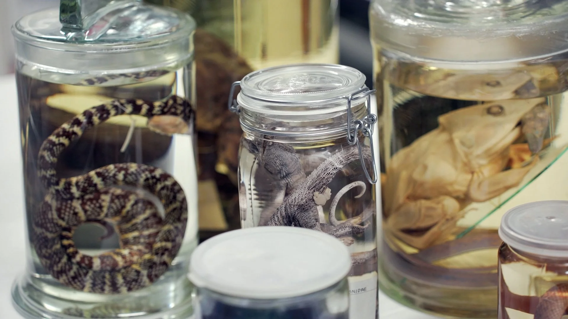 LKCNHM 10th Anniversary_Assembly_V1.00_09_25_05.Still056.jpg