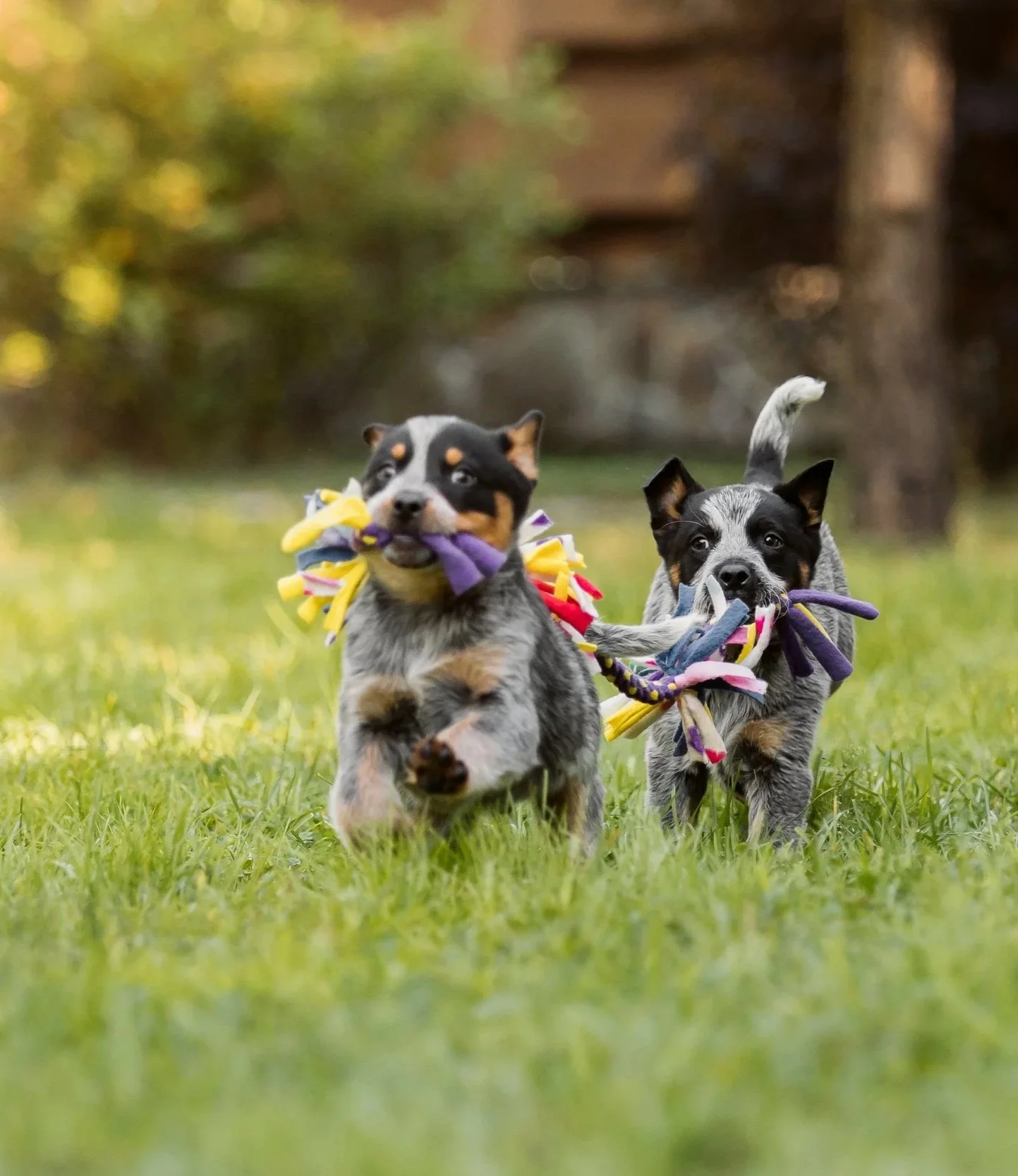 Two playful puppies chasing each other on a grassy field with colorful rope toys in their mouths.