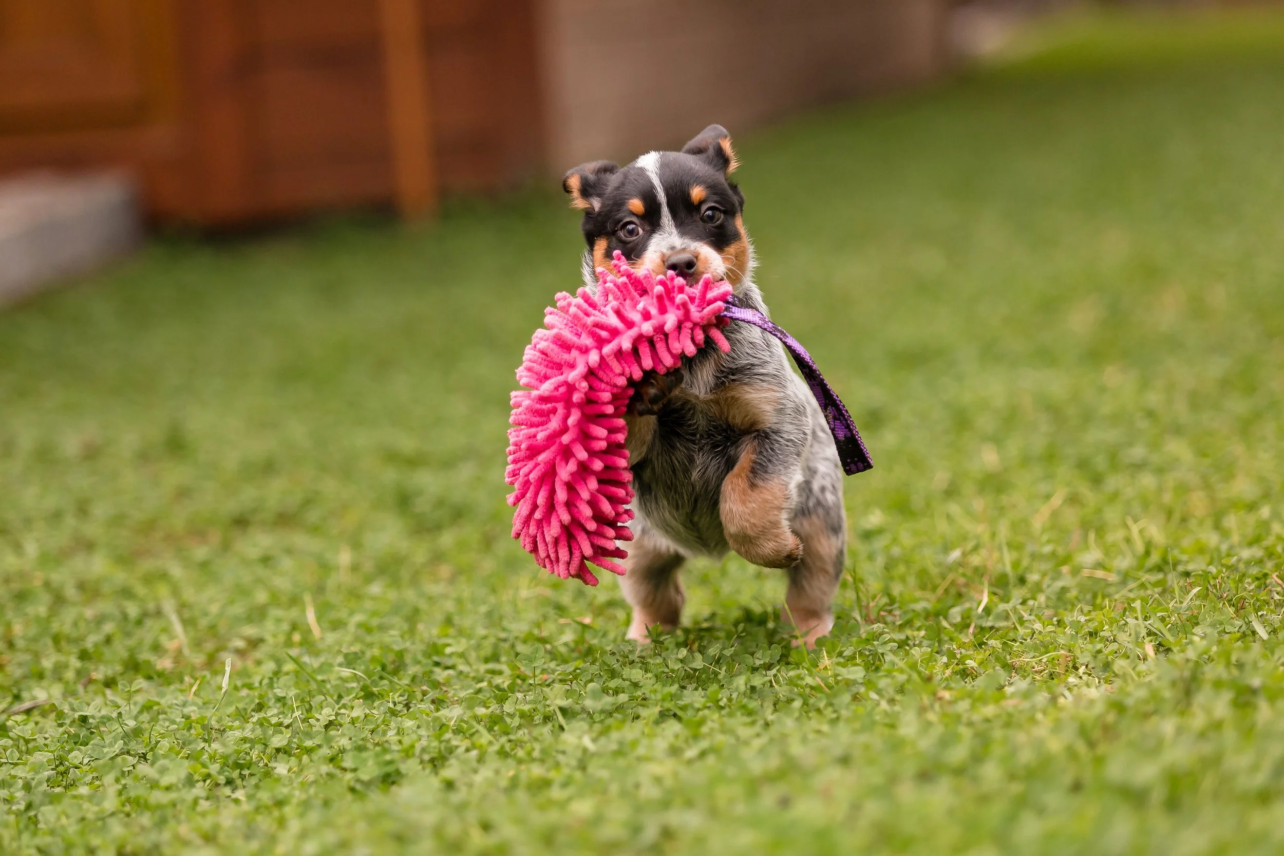 A cute puppy with a black, gray, and tan coat running on green grass while carrying a pink plush toy in its mouth.