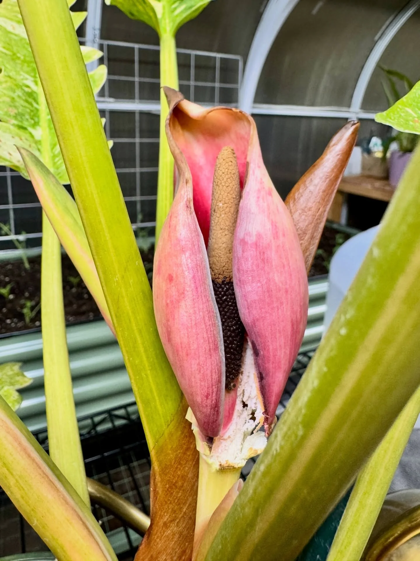 Super rare for a Philodendron Ring of Fire to bloom like this, but ours just pushed this one out! Look at this beauty! #grow #philodendron #bloom #greenhouse #pnwgardening