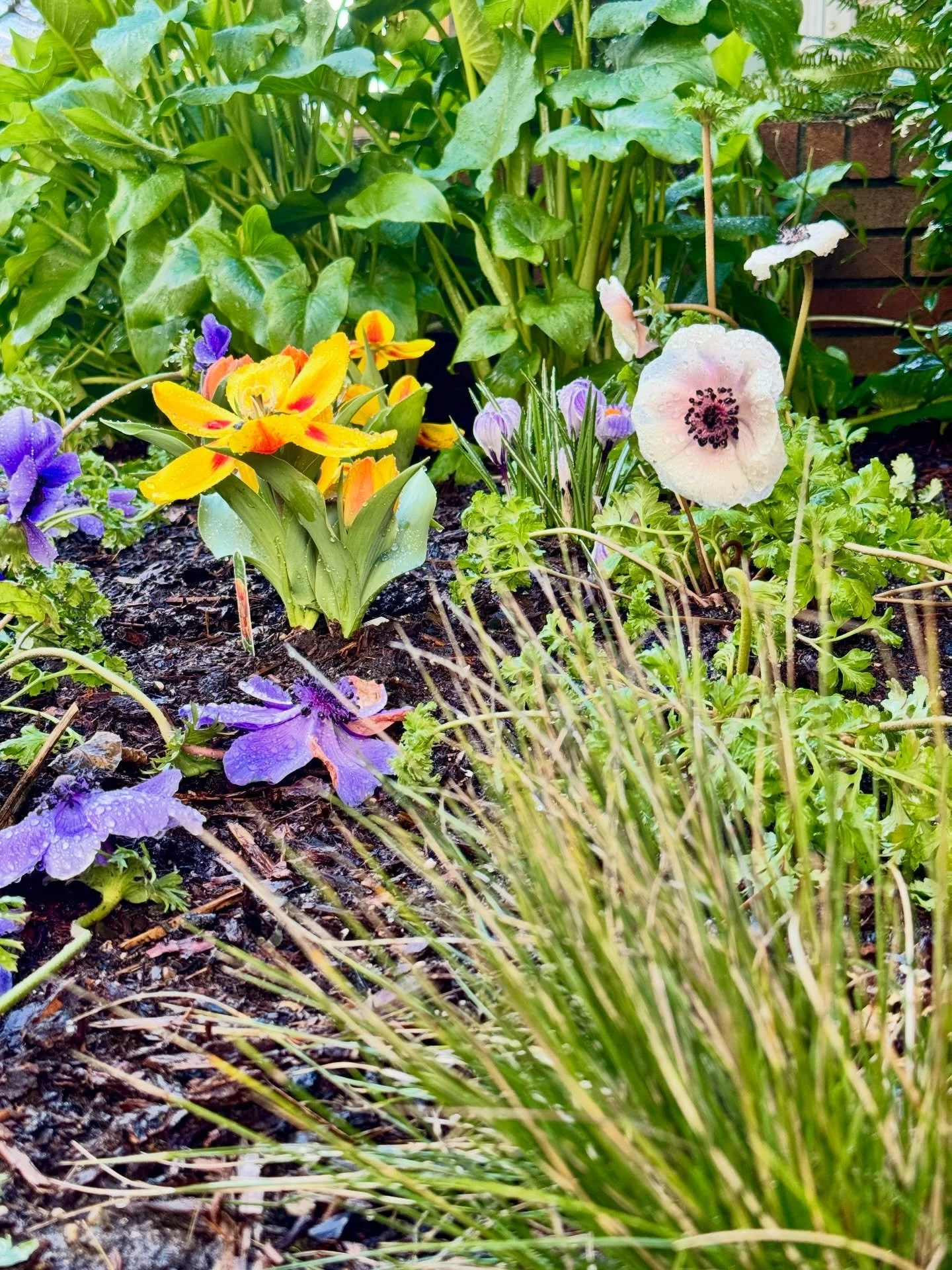 Loving these winter blooms we picked up from @tandlnursery for an install this week! It&rsquo;s never too cold and rainy to plant some gorgeous color in those winter gloomy beds! A subtle reminder that spring is just around the corner.  Loving the vi