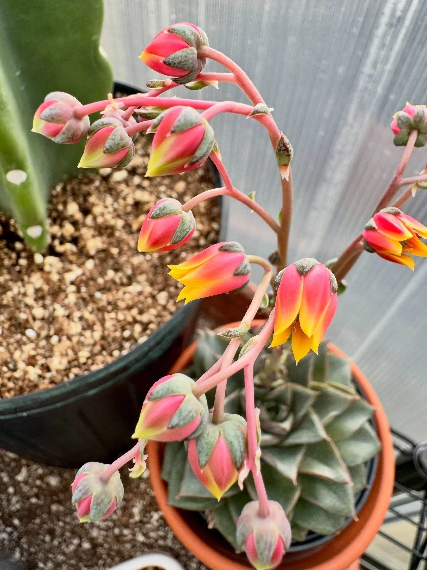 Time for a Bloom Break! Enjoy this weeks blooms from the greenhouse 💚 #grow #greenhouse #spring #gardening #bloom