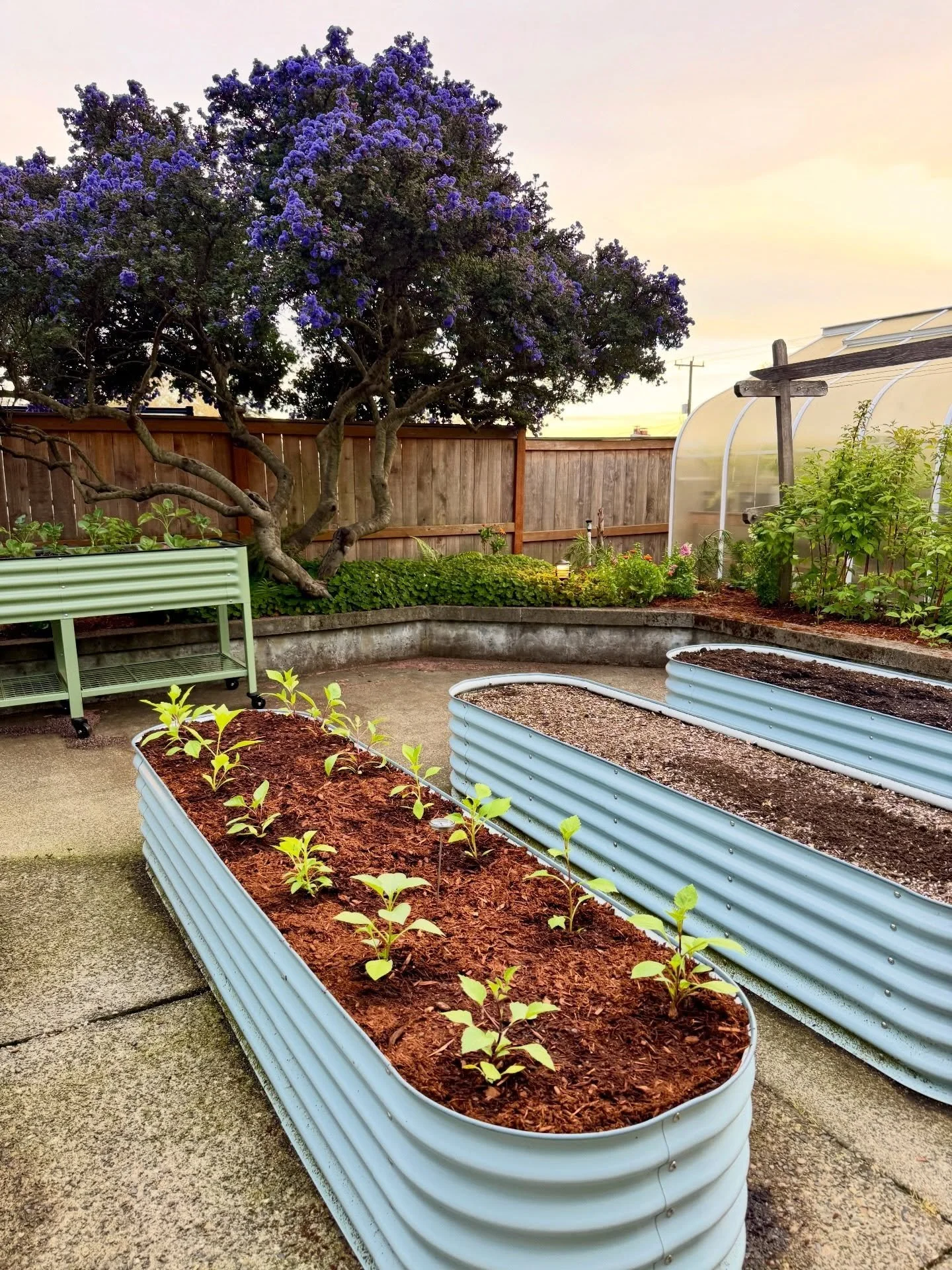 And at day 50, the @floretflower Dahlias have made their way to their permanent homes in the Vego Garden beds! Sweet dreams little dahlia bb&rsquo;s. These were started from seed on Feb 28th using Florets seed starting recipe. Cant wait to watch them
