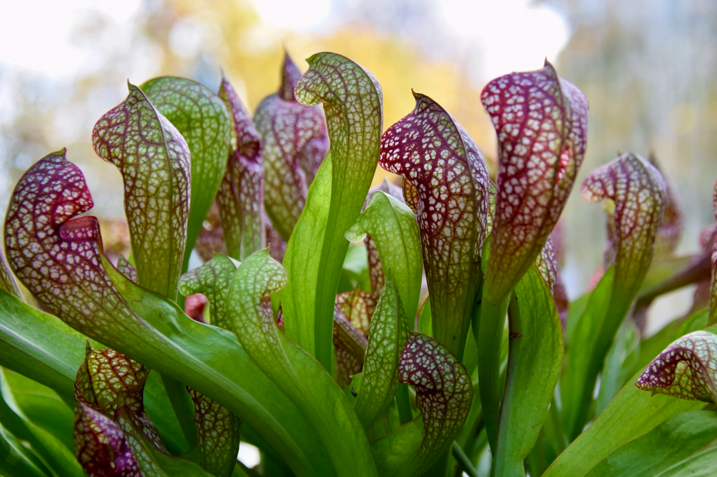 Close-up of several vibrant pitcher plants with green and purple veined, tubular shapes, with a blurred background of trees and sky.
