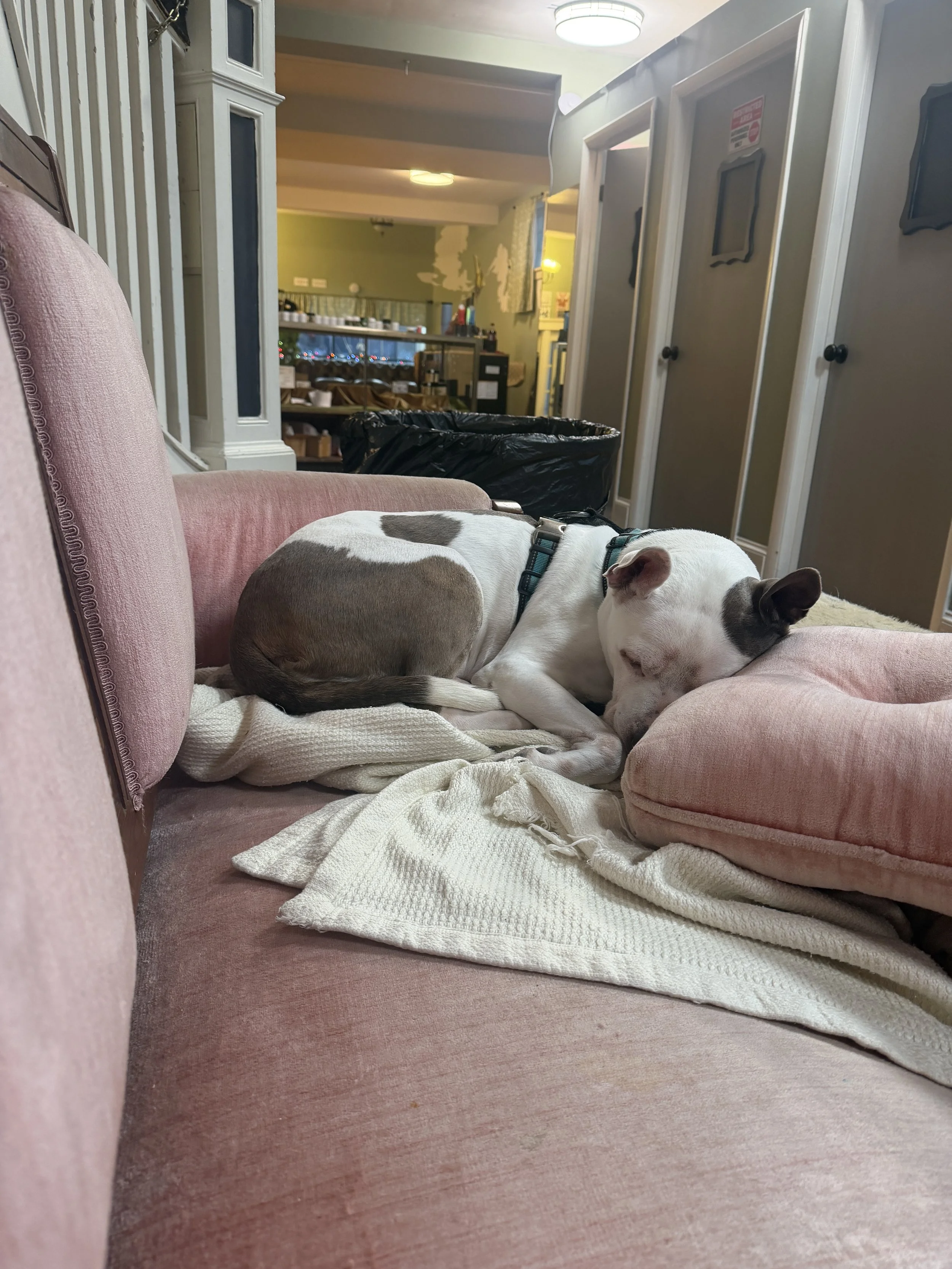 A white dog with black and gray markings is sleeping on a pink upholstered sofa, curled up on a white blanket with a pink cushion nearby, in a cozy living room.