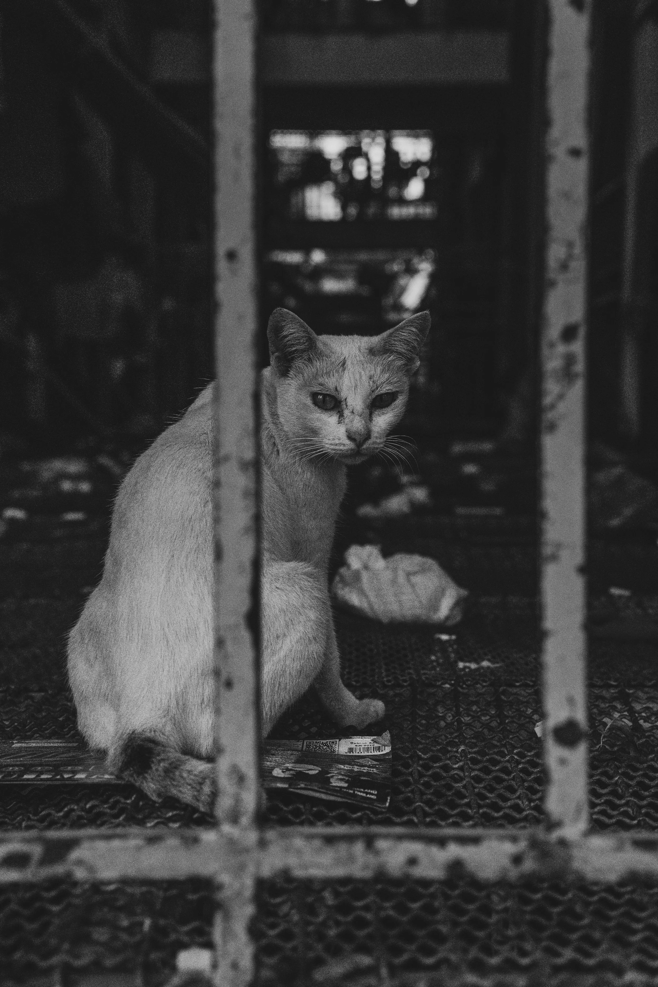 An urban alleyway scene in black and white with a stray cat sitting behind metal bars, looking at the camera.