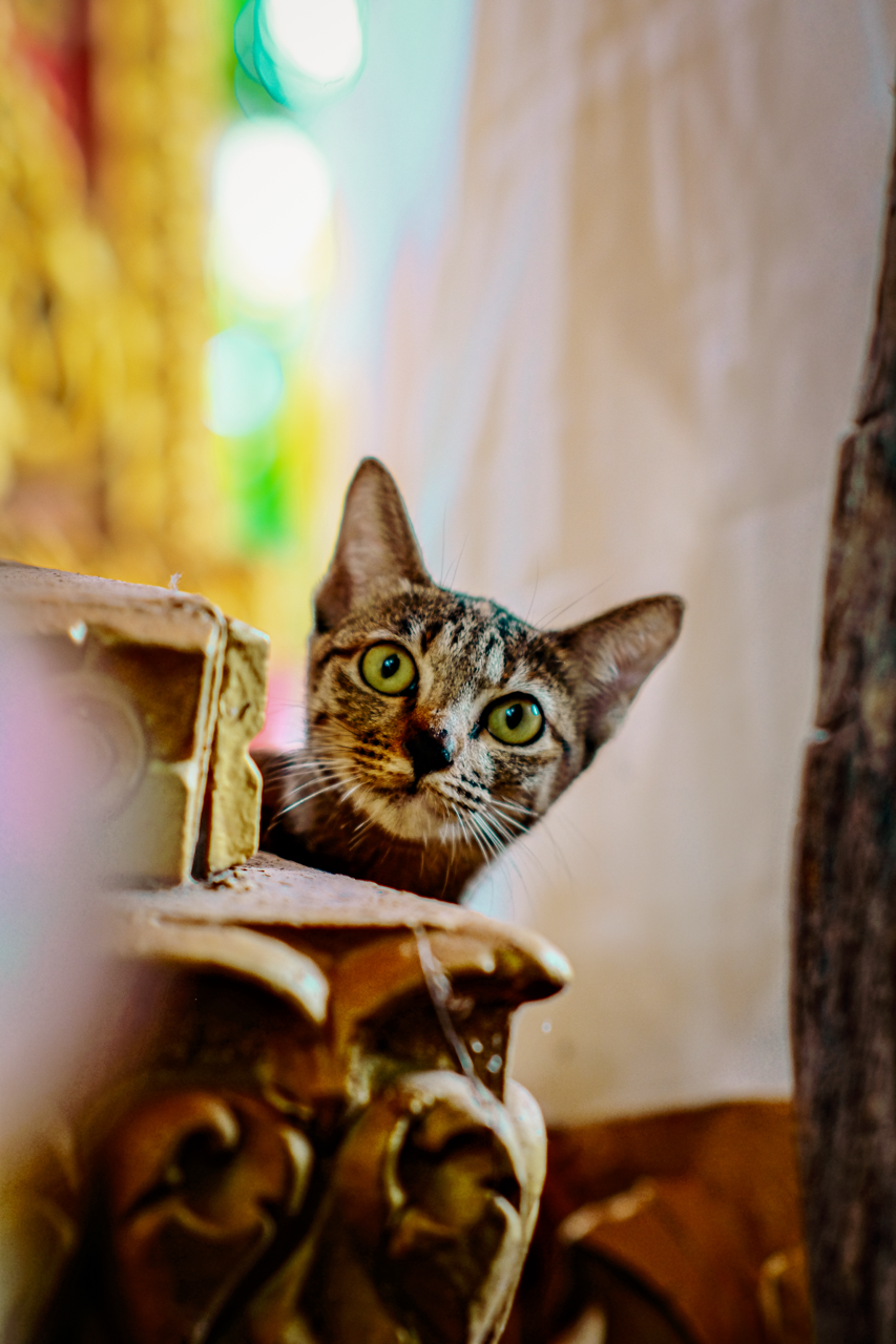 DSCF3976-2 Large.png