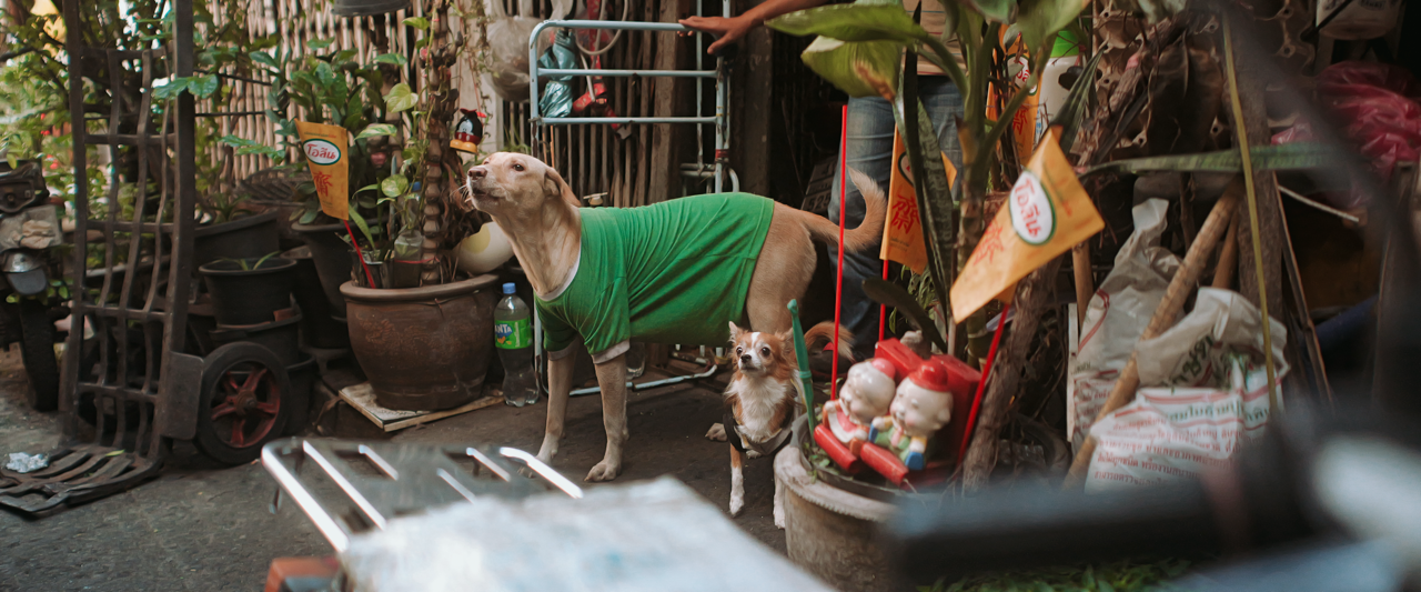 morganpughphotographybangkok148-2 Large.png