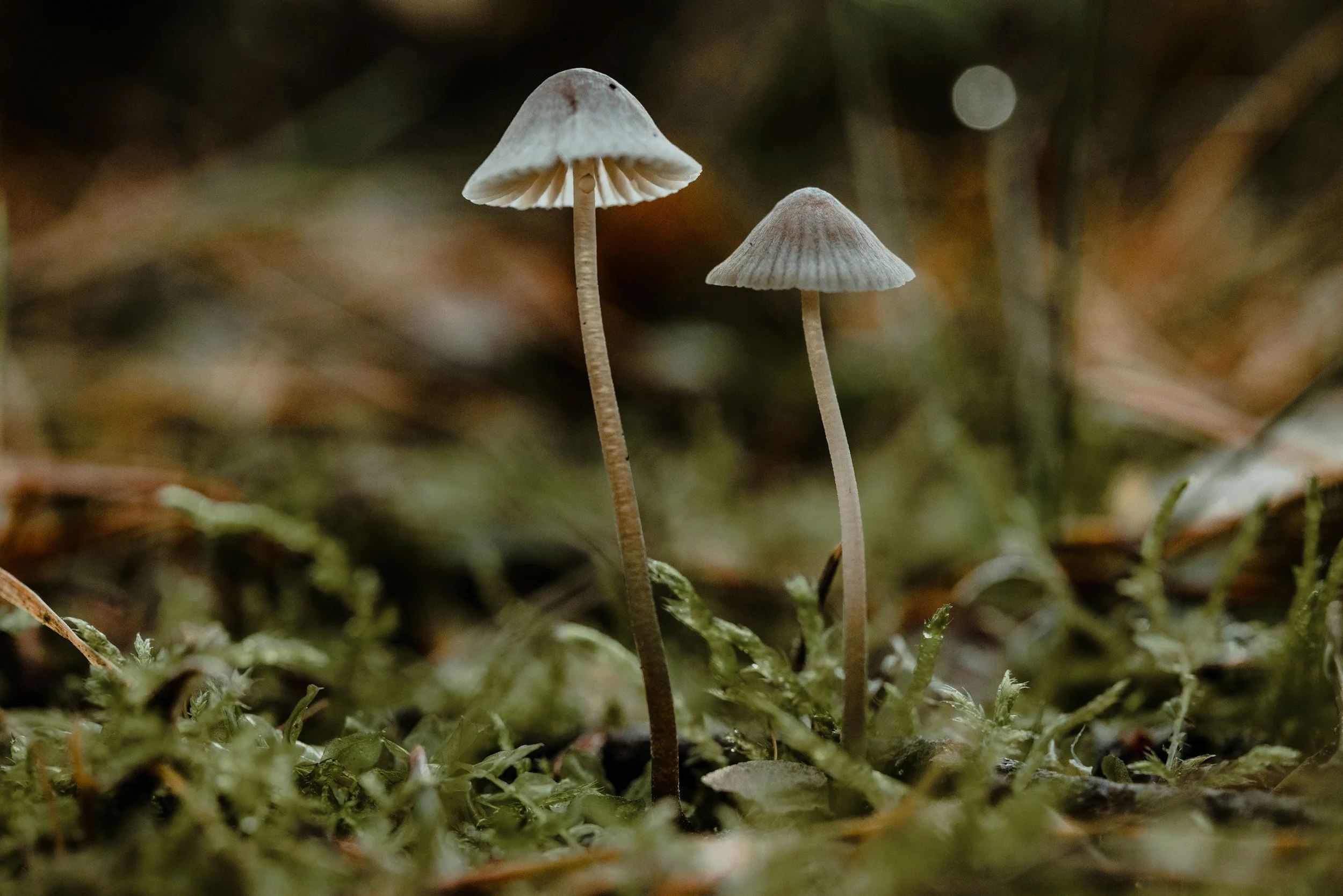 Two small mushrooms growing amidst grass and fallen leaves in a forest.