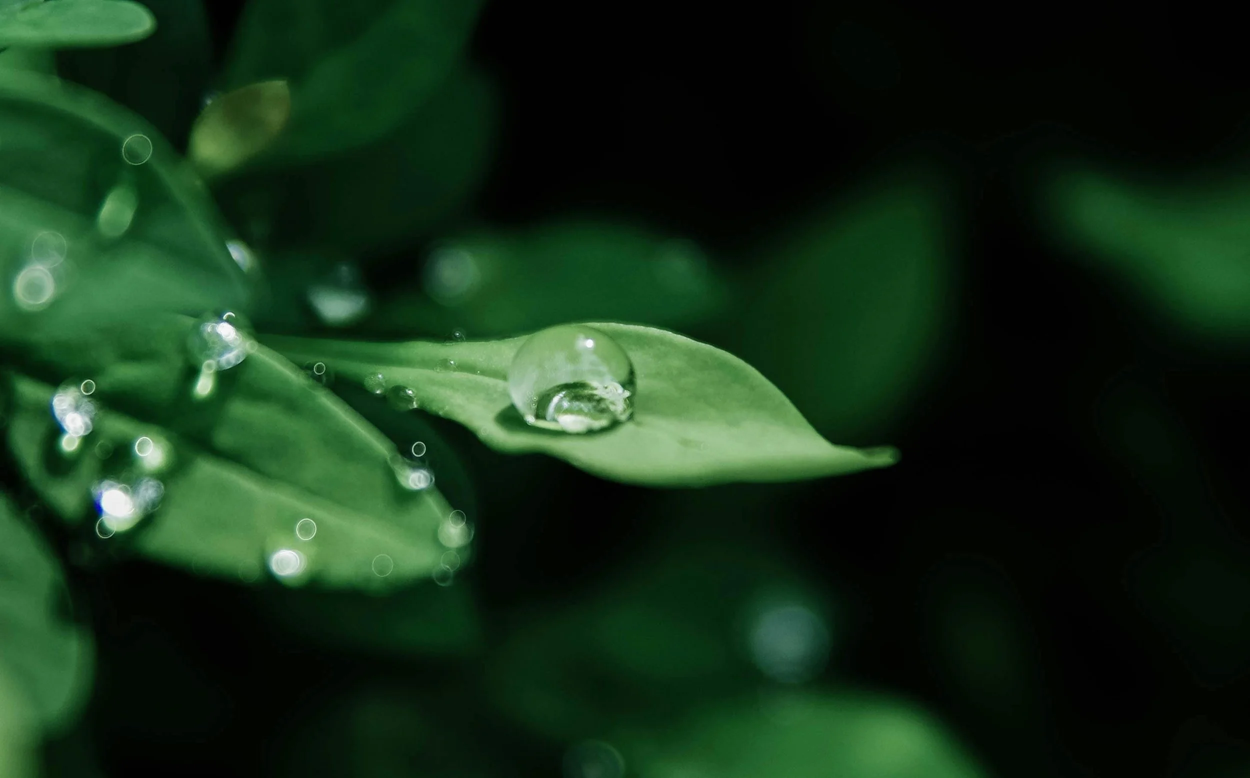 Close-up of a green leaf with a water droplet on it, surrounded by other leaves with water droplets, dark background.