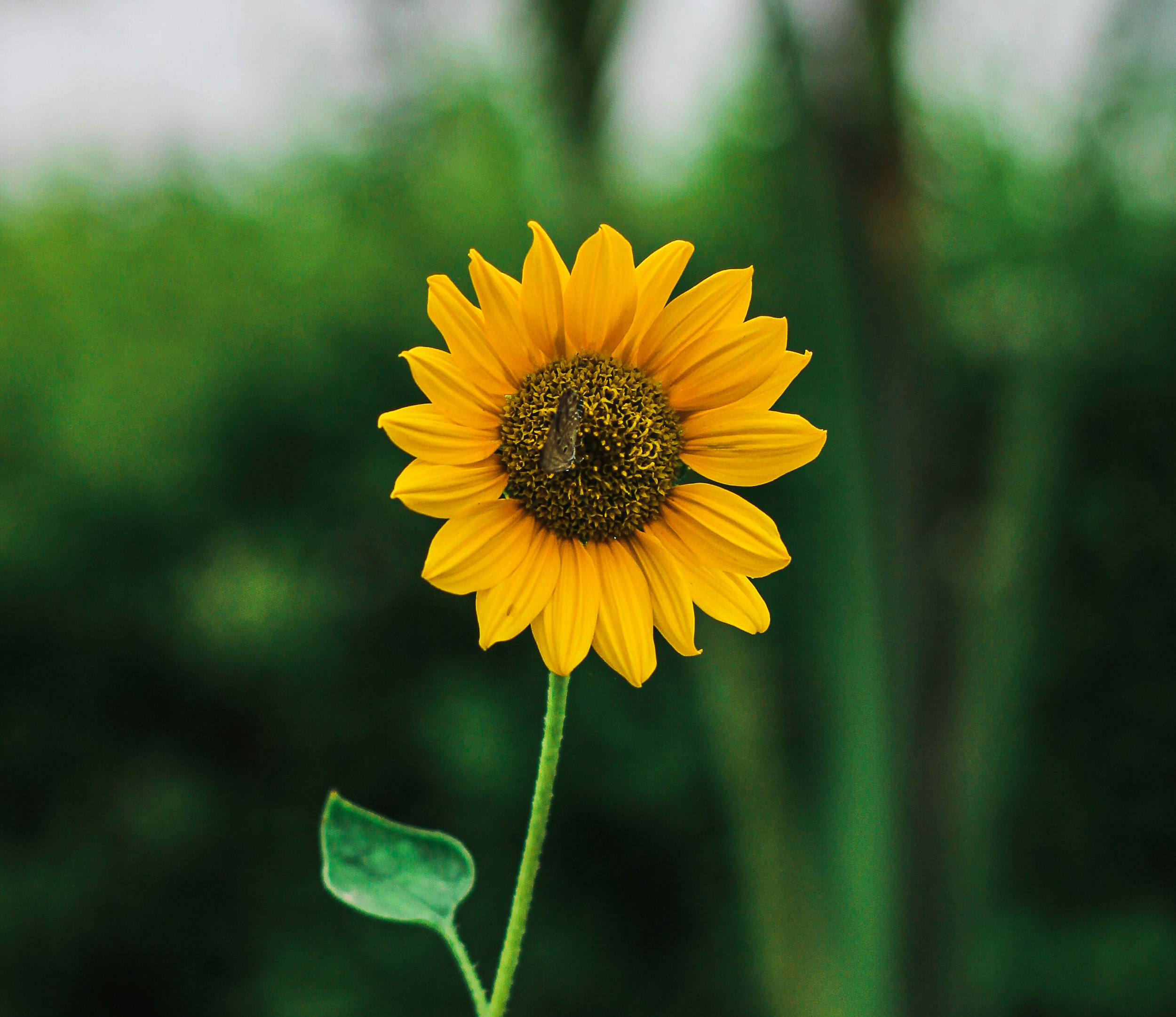 A sunflower with bright yellow petals and a brown center, with a small fly perched on the center, against a blurred green background.