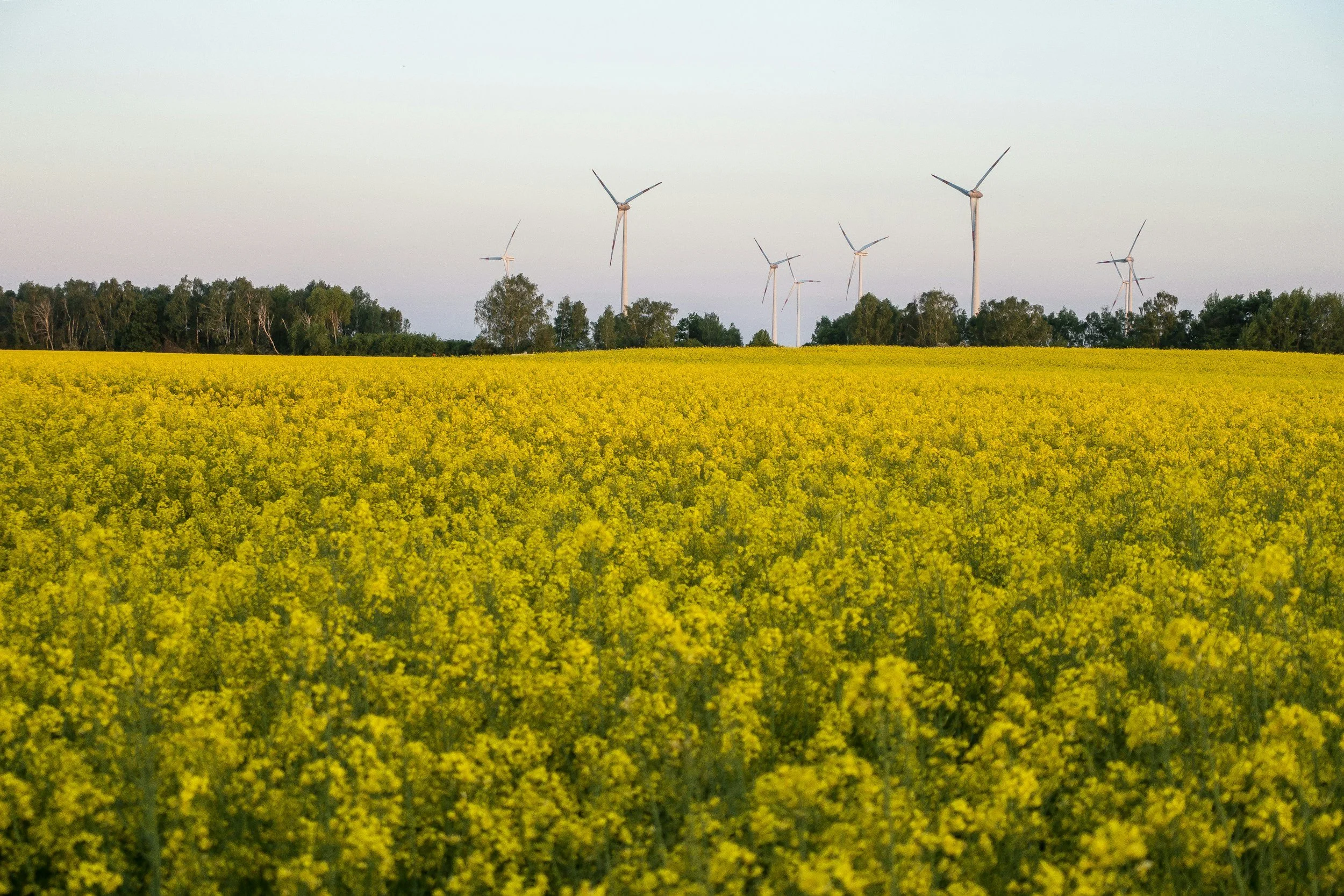 A field of yellow flowering plants with wind turbines in the background and a clear sky.
