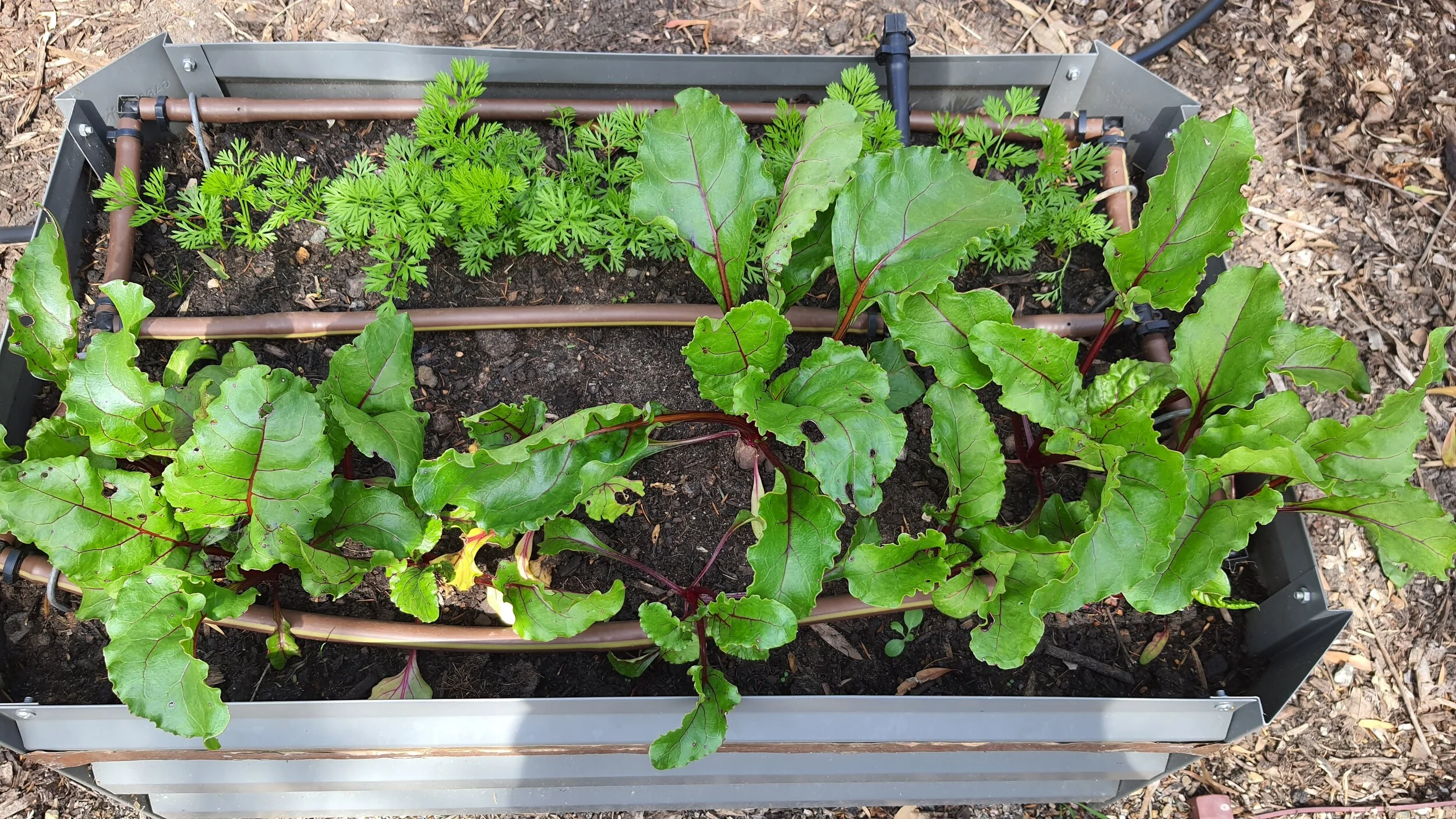 home vegie patch.jpg