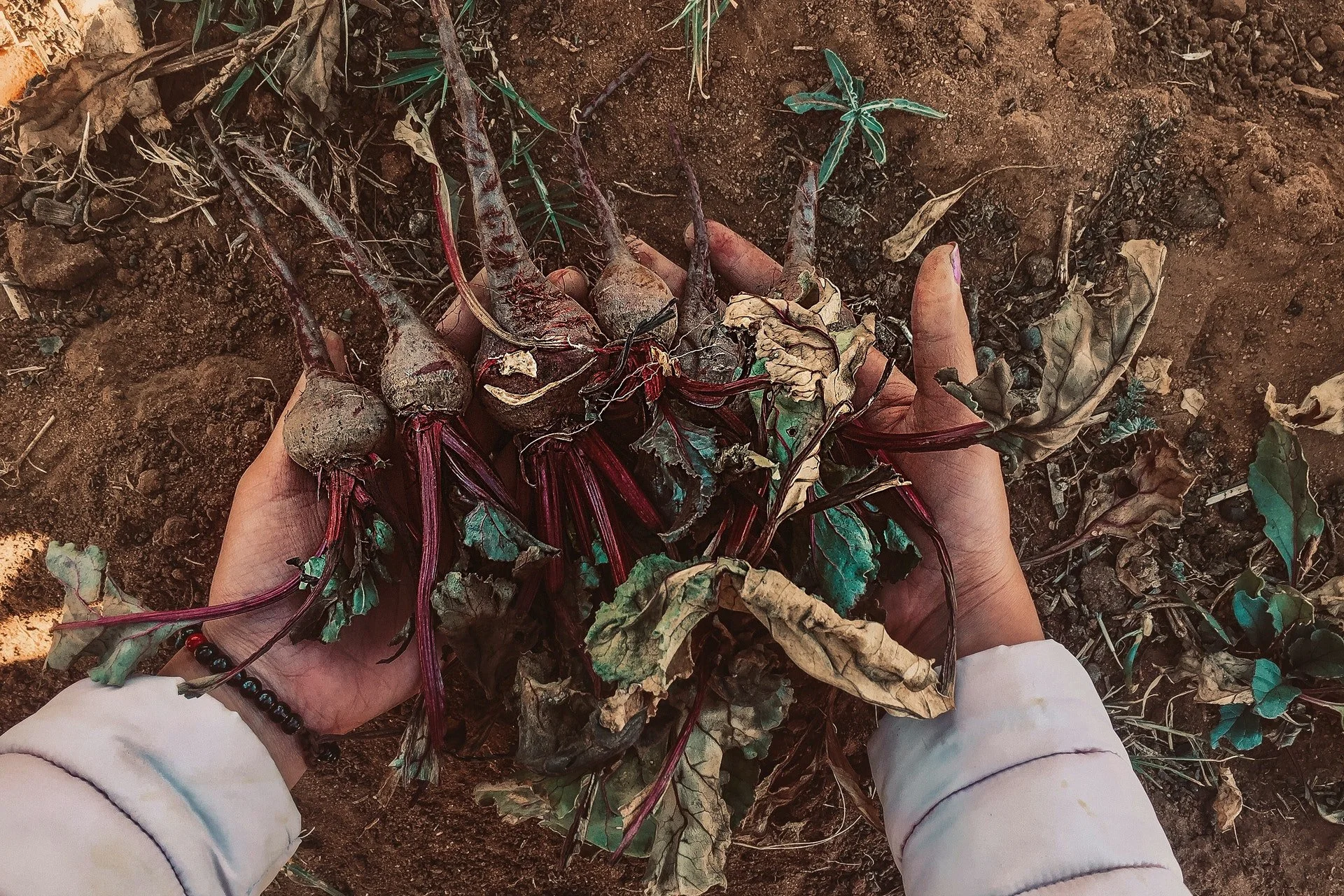 Hands full of beetroot freshly dug from the dirt
