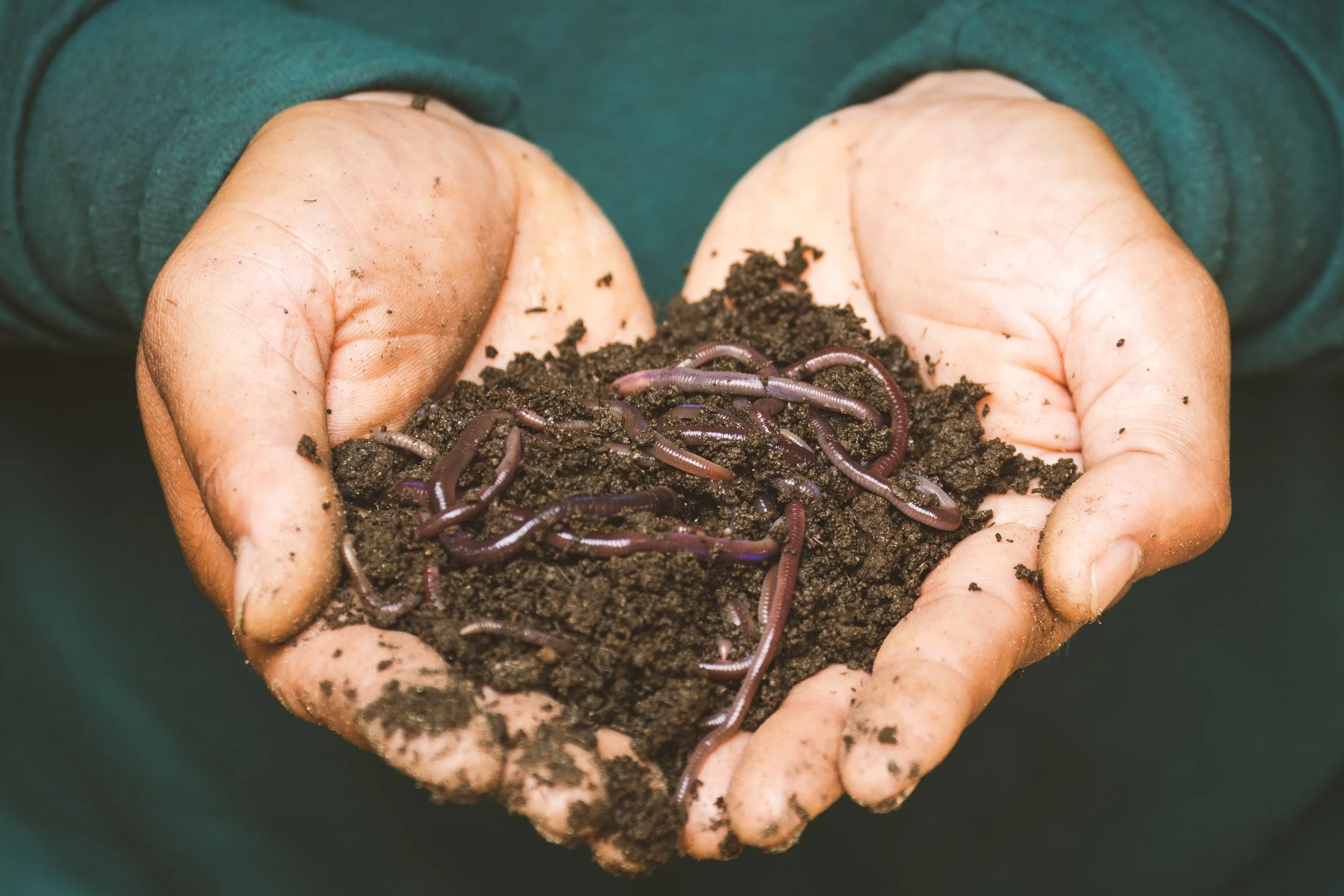 Pair of hands holding soil with worms